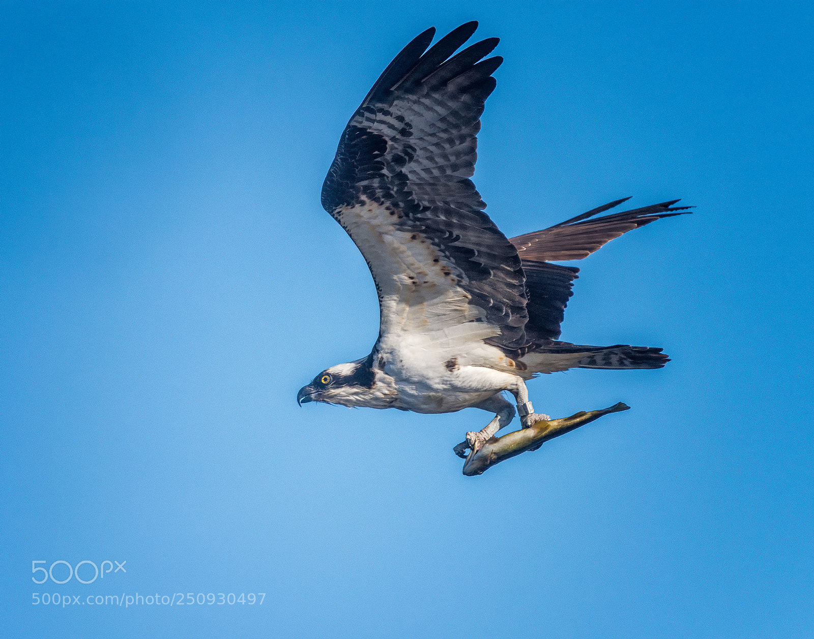 Nikon D810 sample photo. Osprey with meal photography