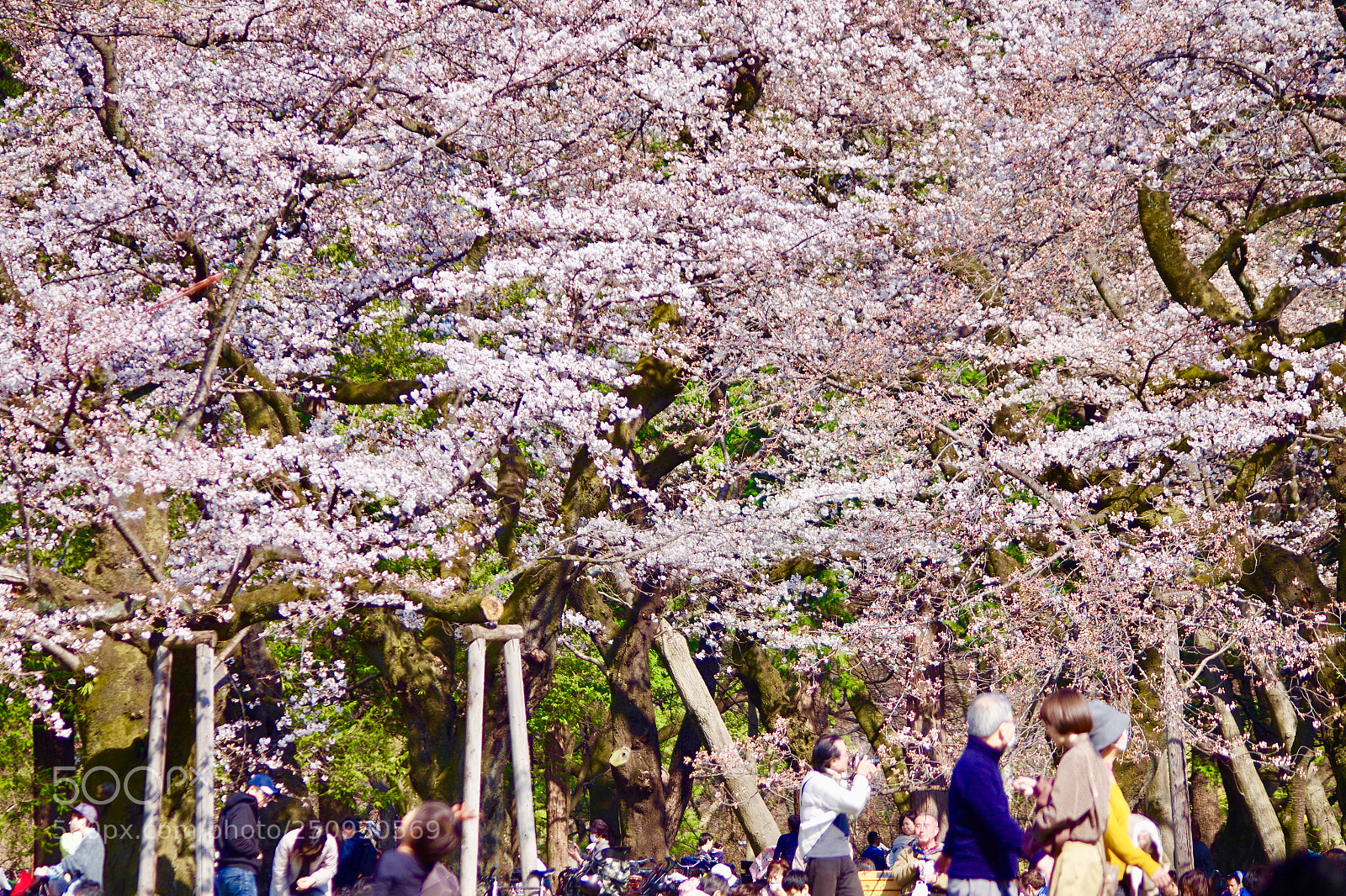 Pentax K-S2 sample photo. Sakura viewing. photography