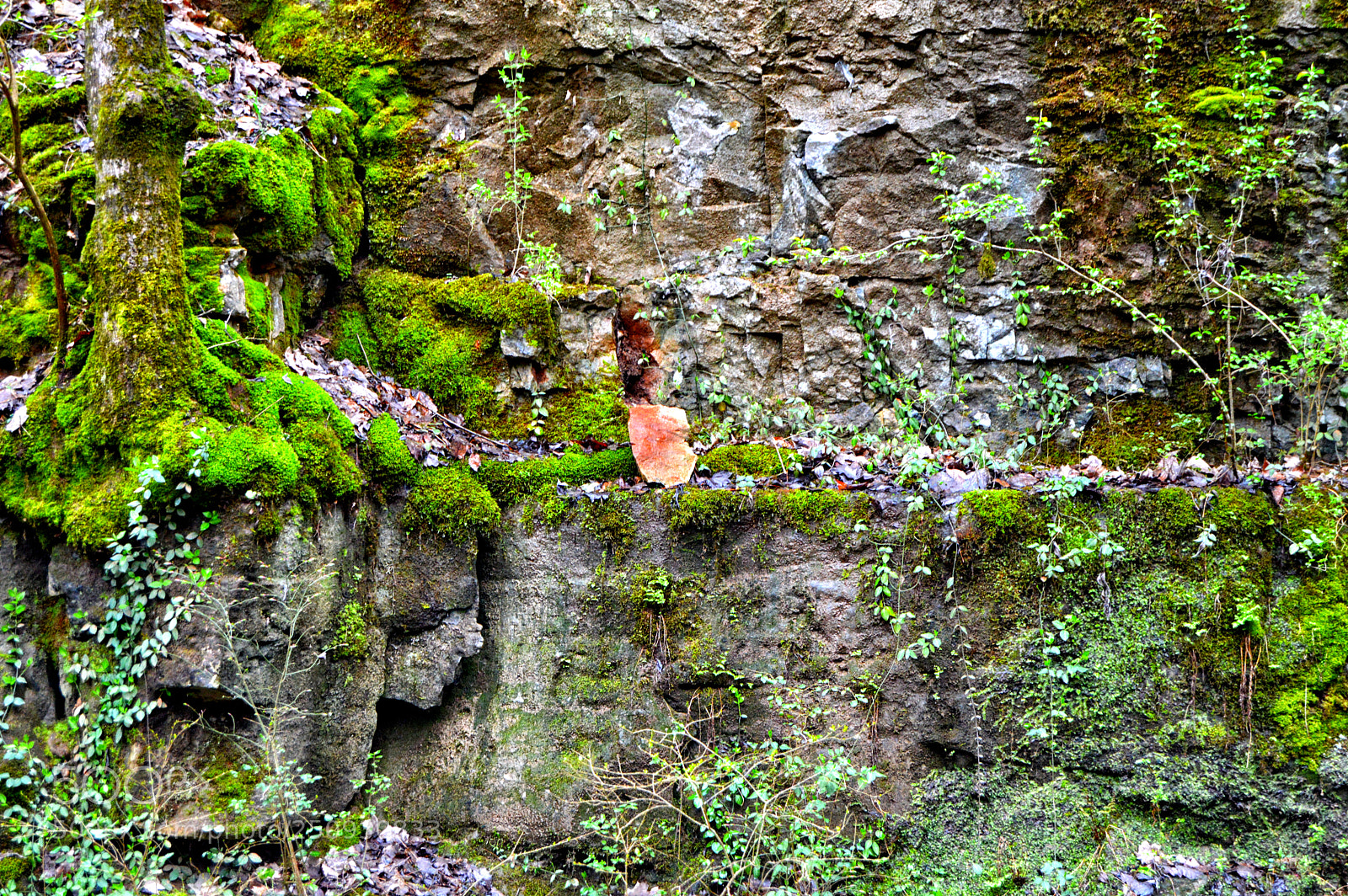 Nikon D3200 sample photo. Moss wall photography