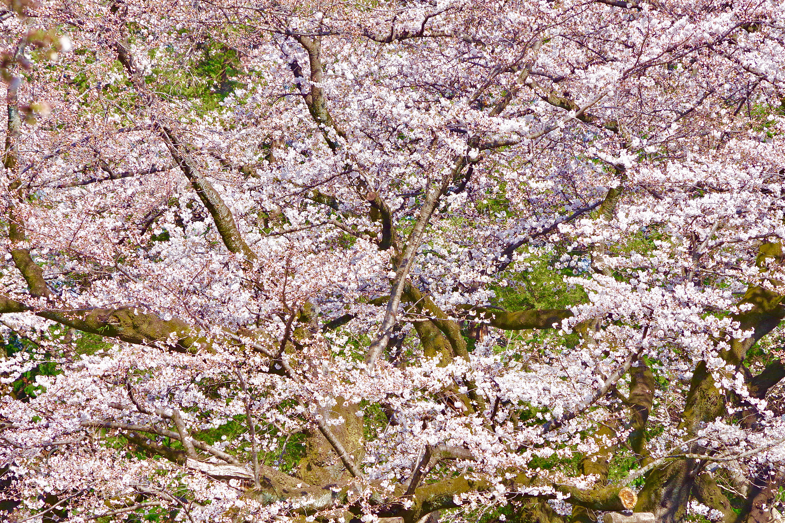 Pentax K-S2 sample photo. Blooming! photography