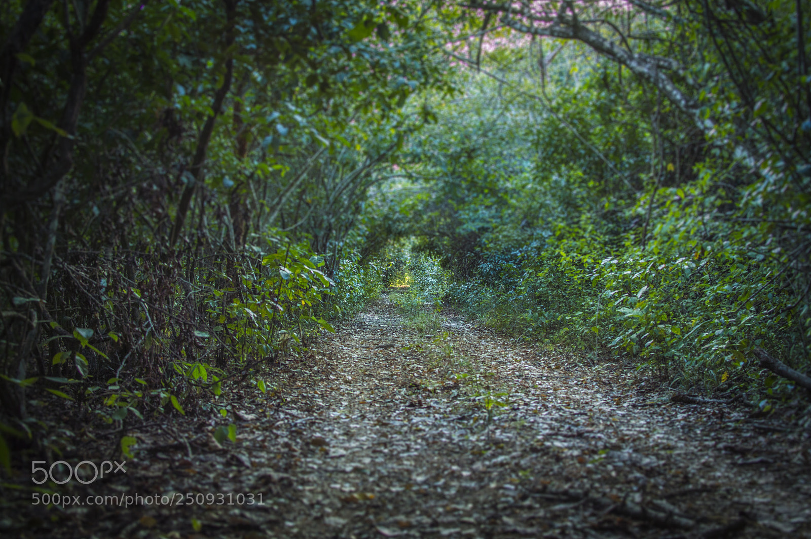 Nikon D3200 sample photo. Wonderland photography
