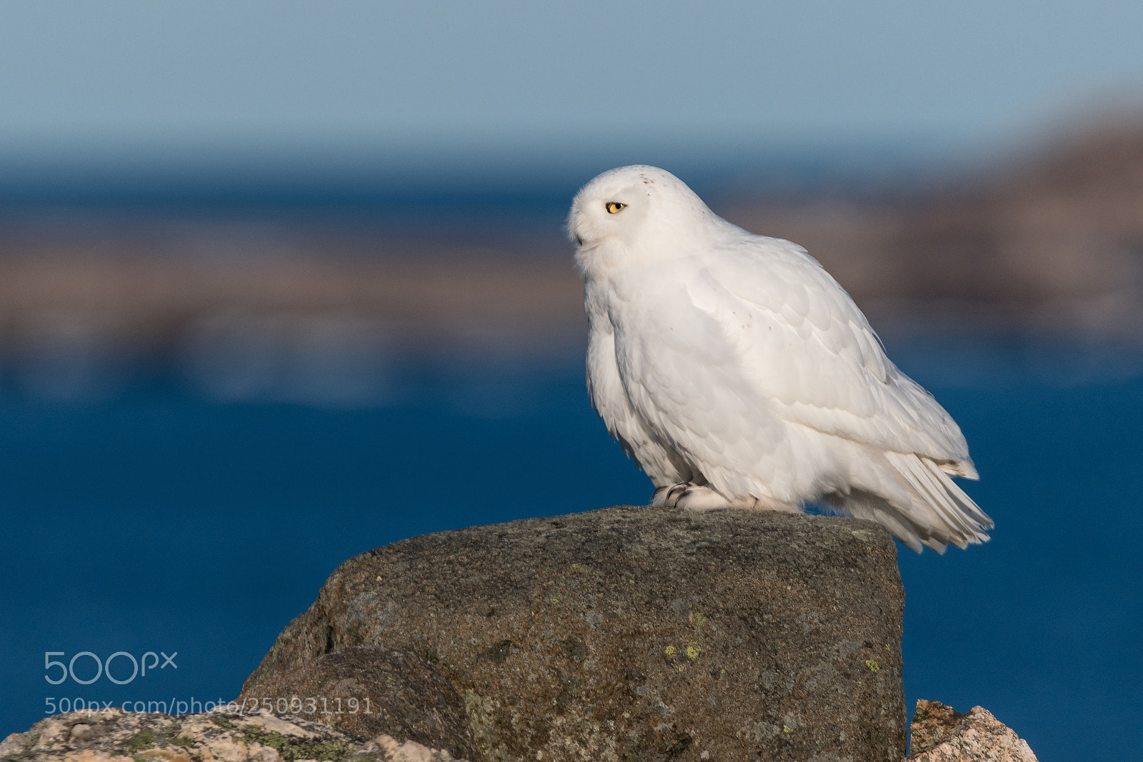 Nikon D500 sample photo. Snowy owl photography