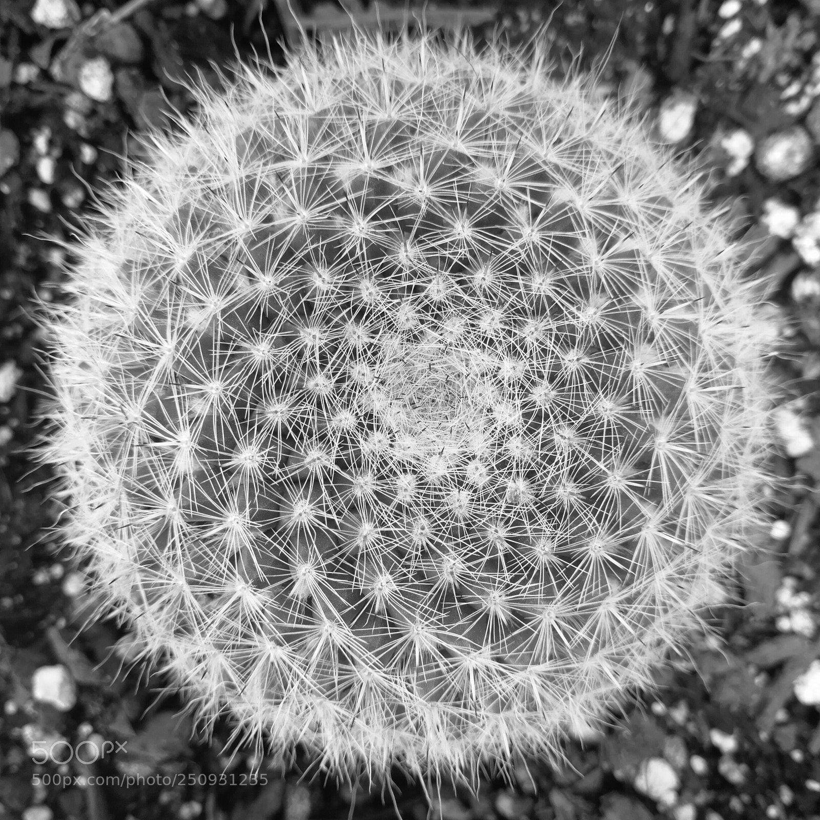HUAWEI P10 sample photo. Cactácea geométrica photography
