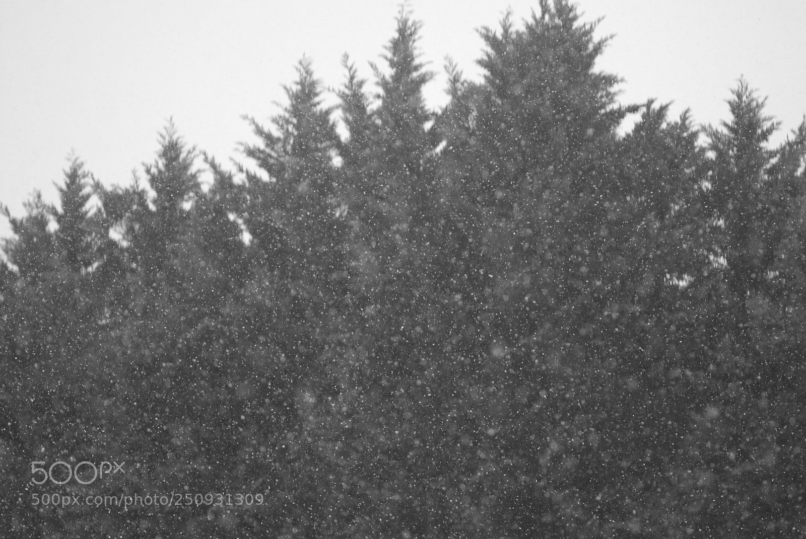 Nikon D60 sample photo. Snow photography