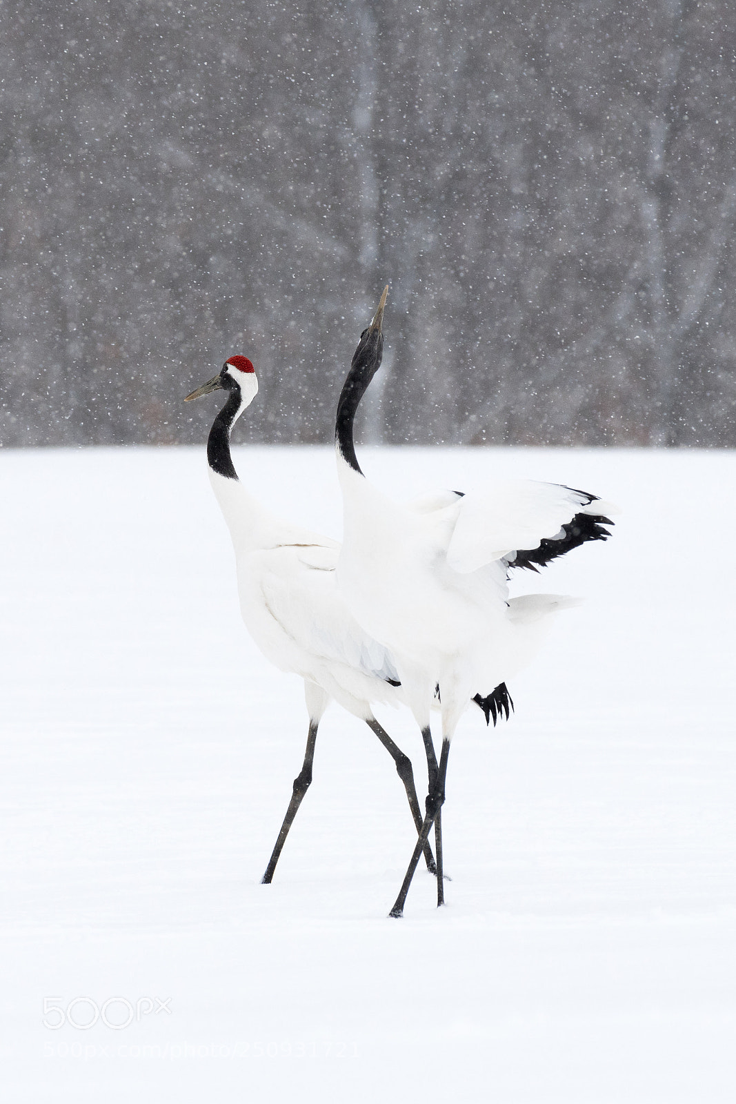 Nikon D500 sample photo. Beauty in the snow photography