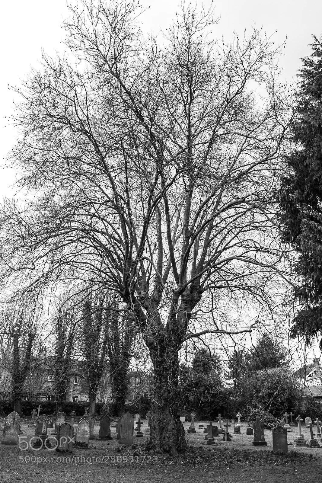 Sony a7R II sample photo. Harpenden photography