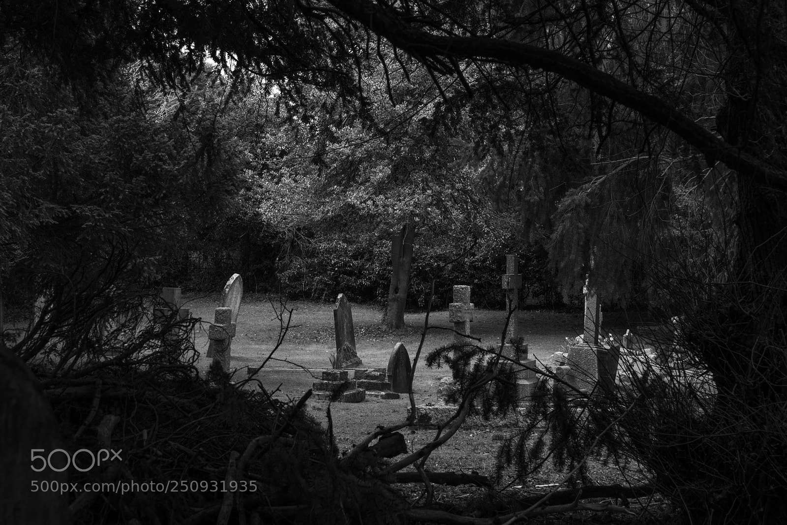 Sony a7R II sample photo. Harpenden photography