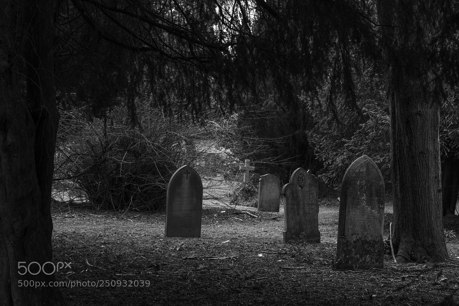 Sony a7R II sample photo. Harpenden photography
