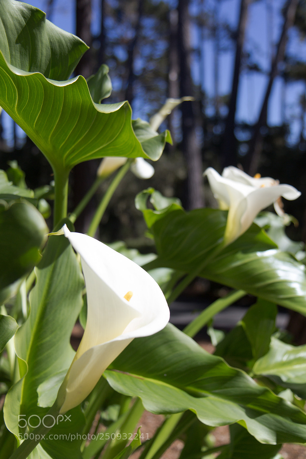 Canon EOS 600D (Rebel EOS T3i / EOS Kiss X5) sample photo. White blossom photography