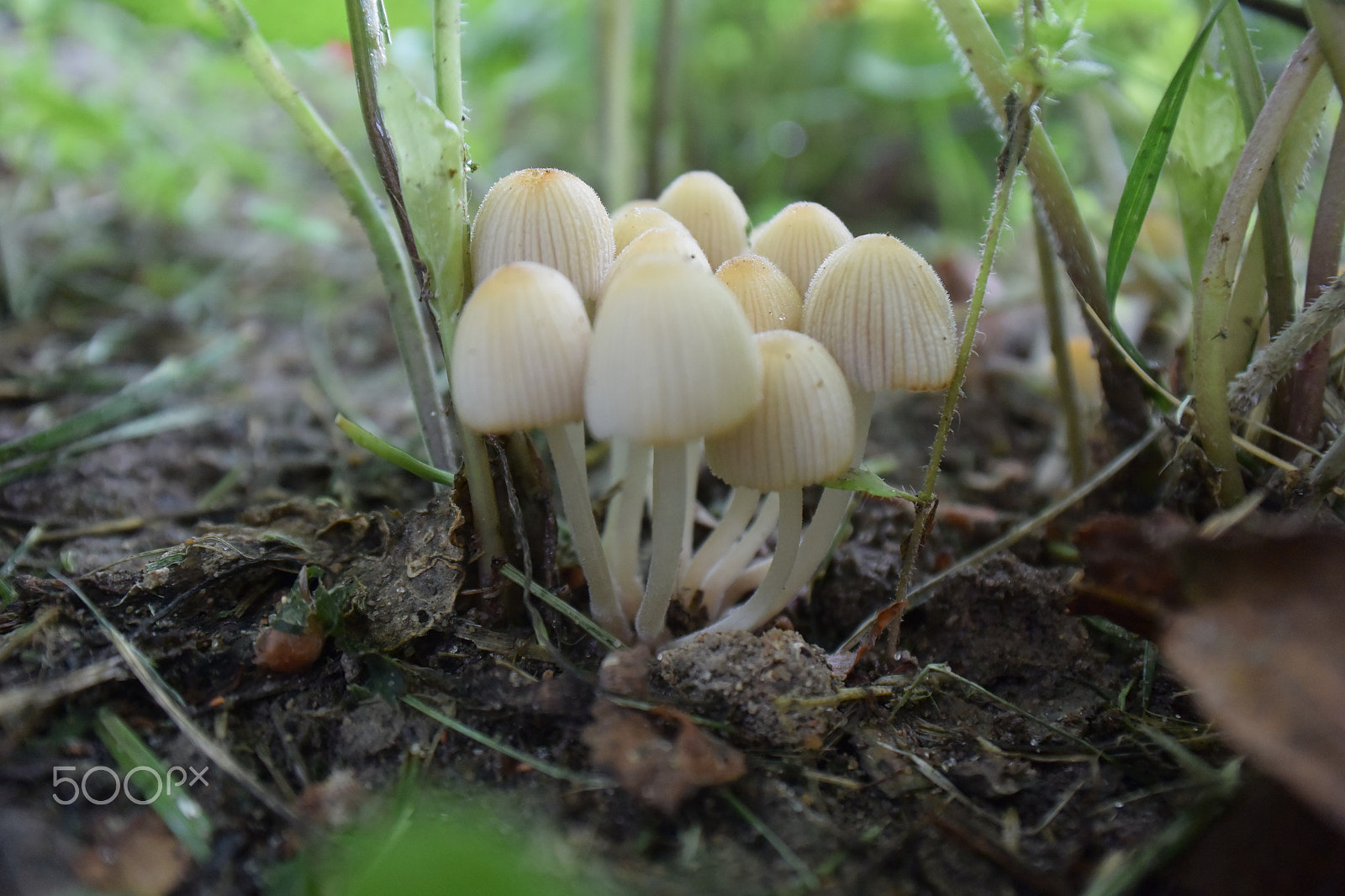 Nikon 1 J4 sample photo. Mushroom 2 photography