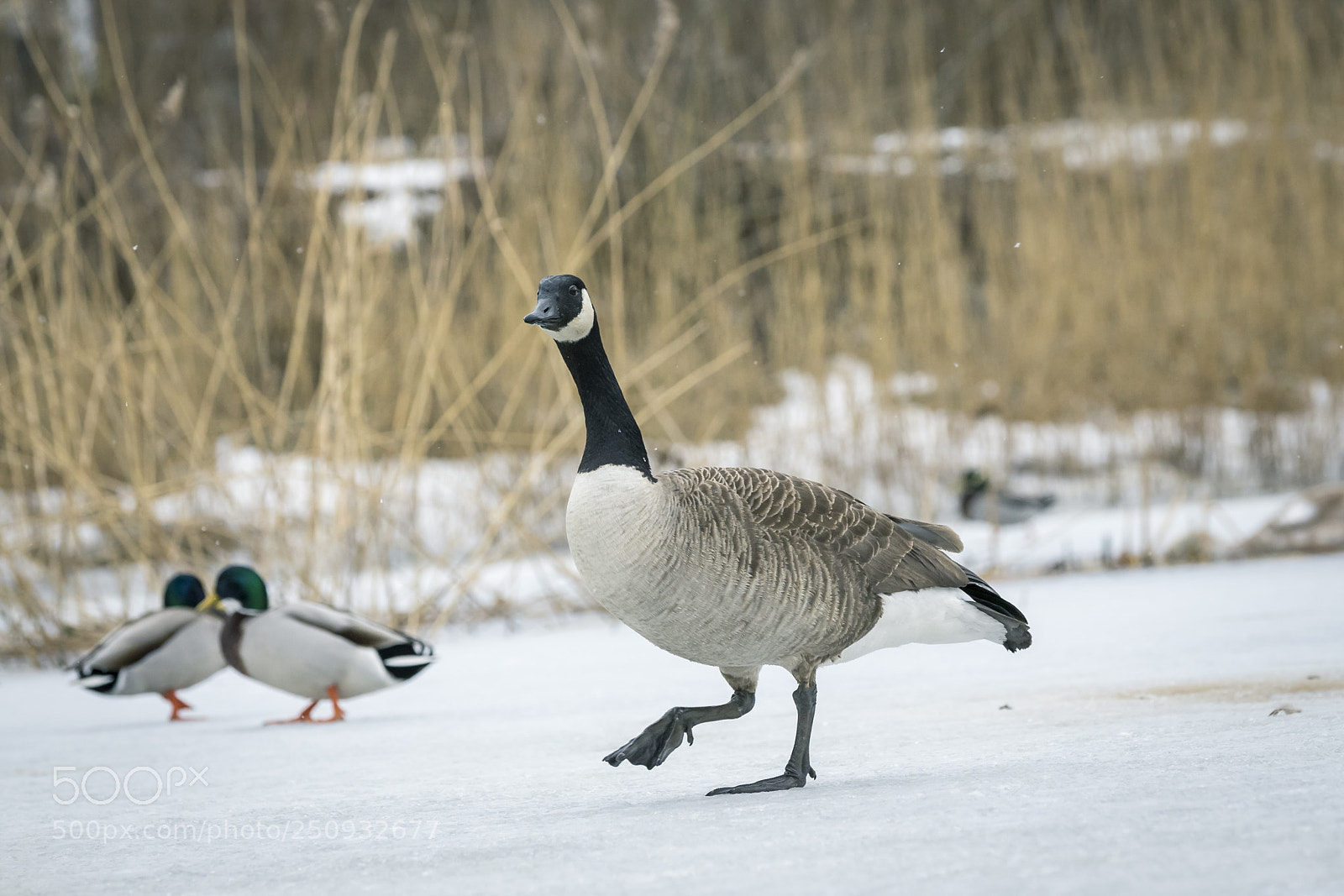 Sony a7 II sample photo. Canada goose in scandinavia photography