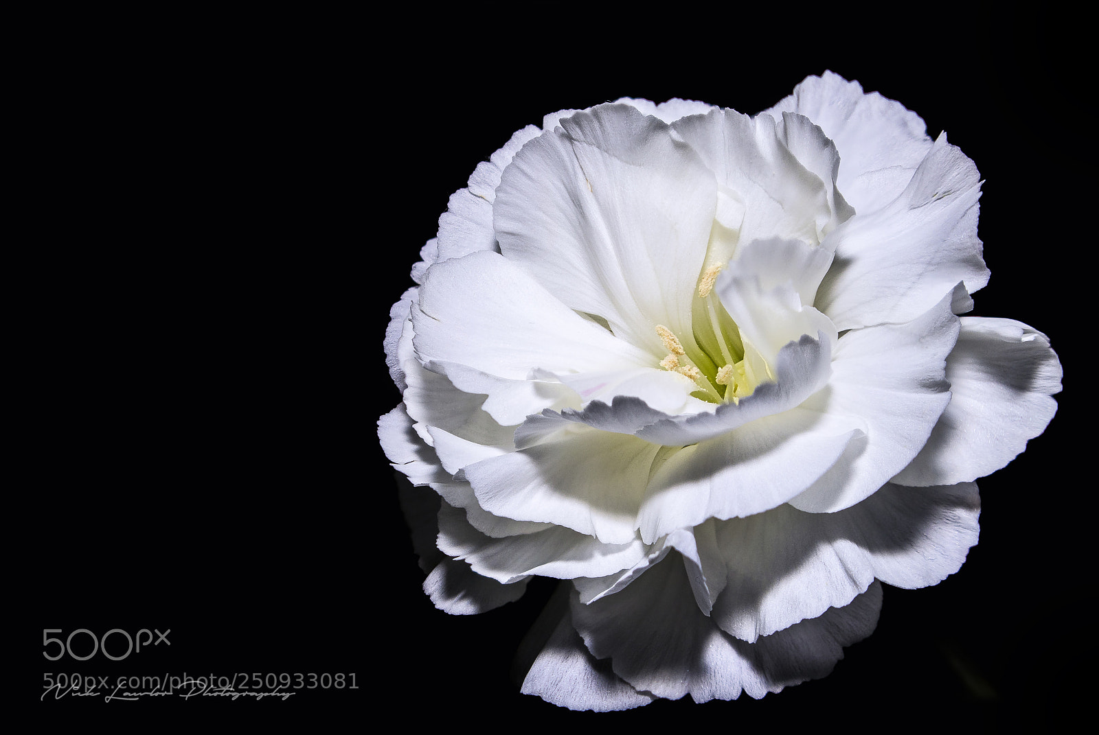 Canon EOS 80D sample photo. Carnation photography
