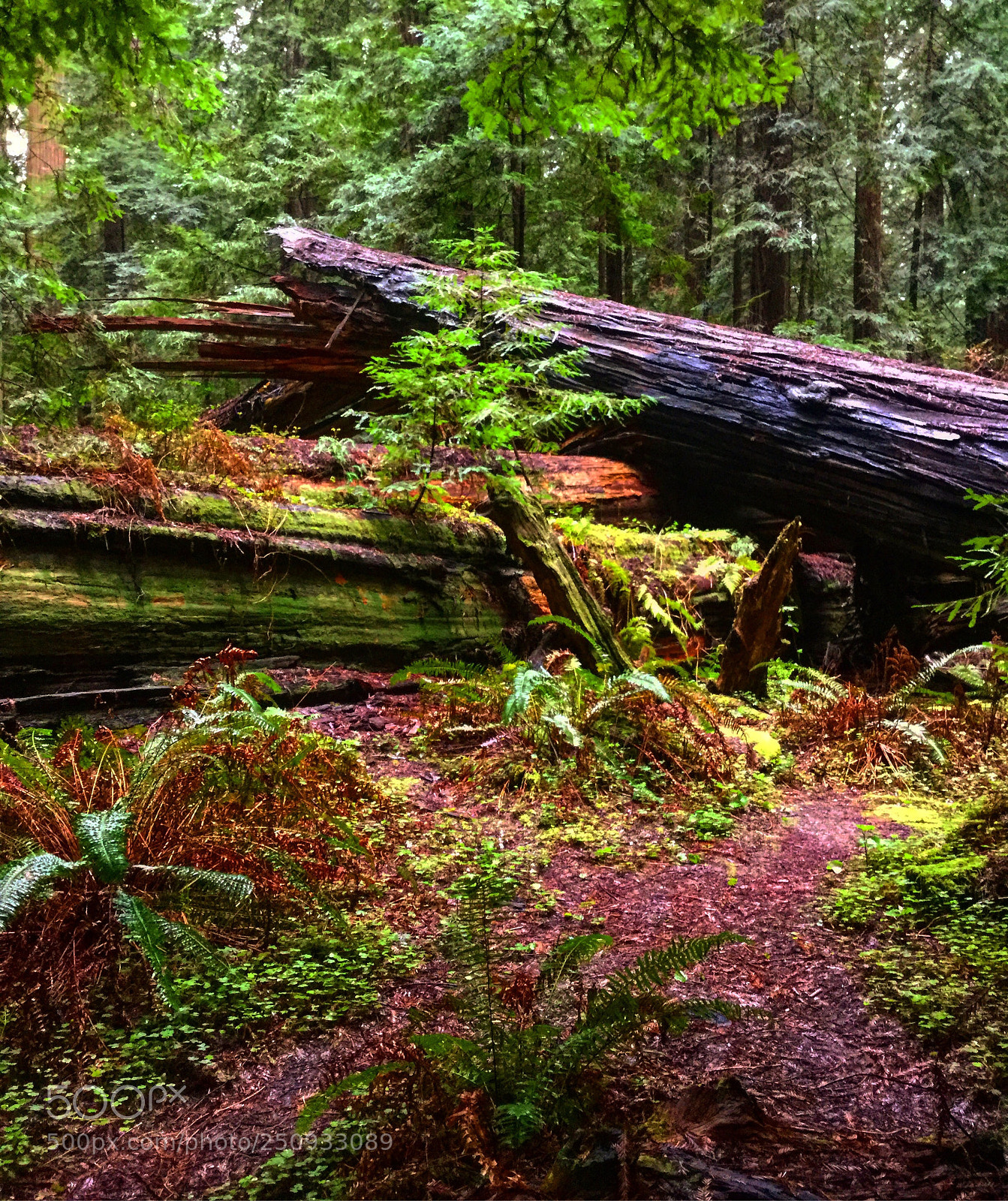 Apple iPad Air 2 sample photo. Fallen california giants.... photography