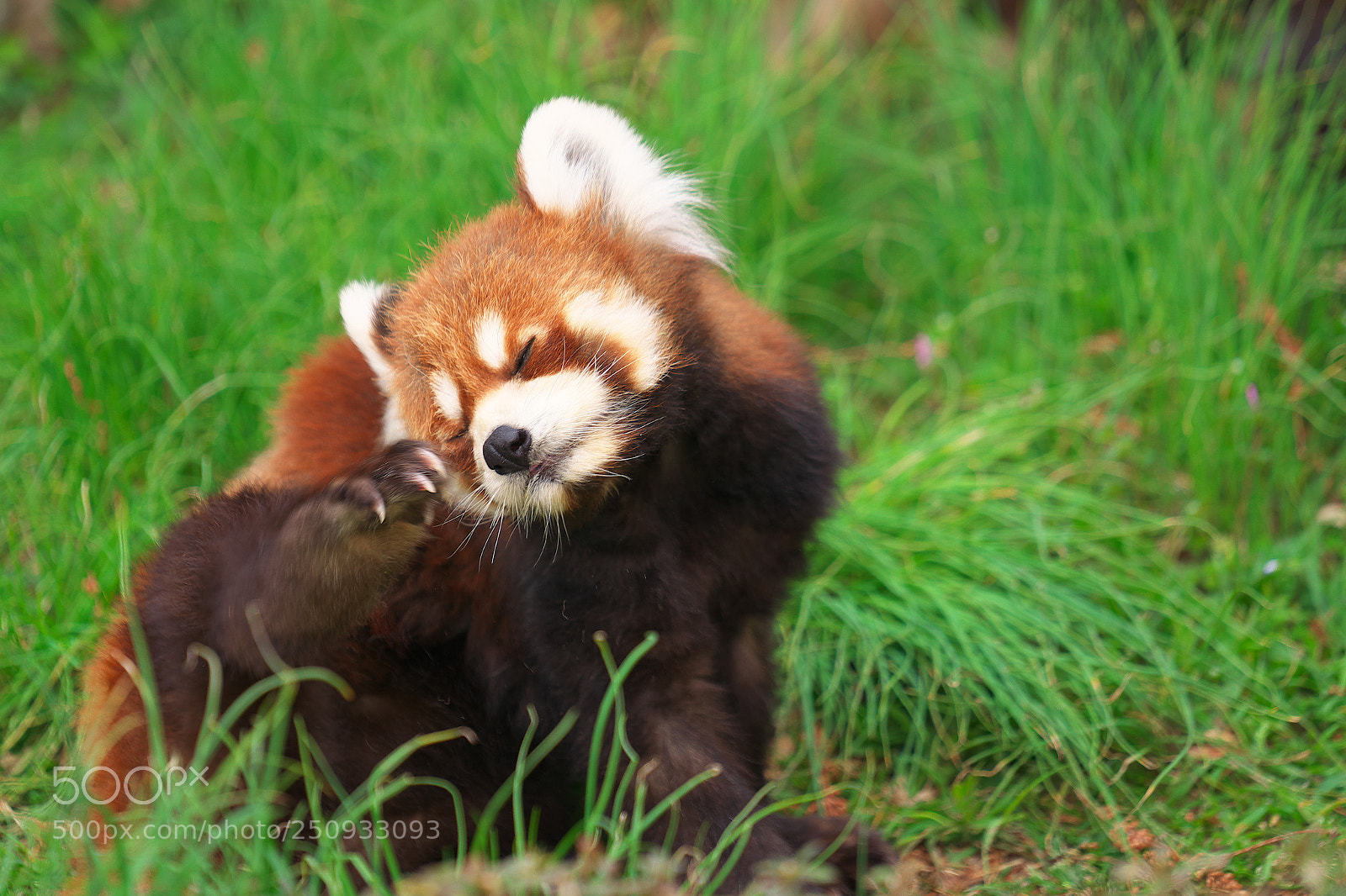 Sony a7 II sample photo. Lesser panda photography