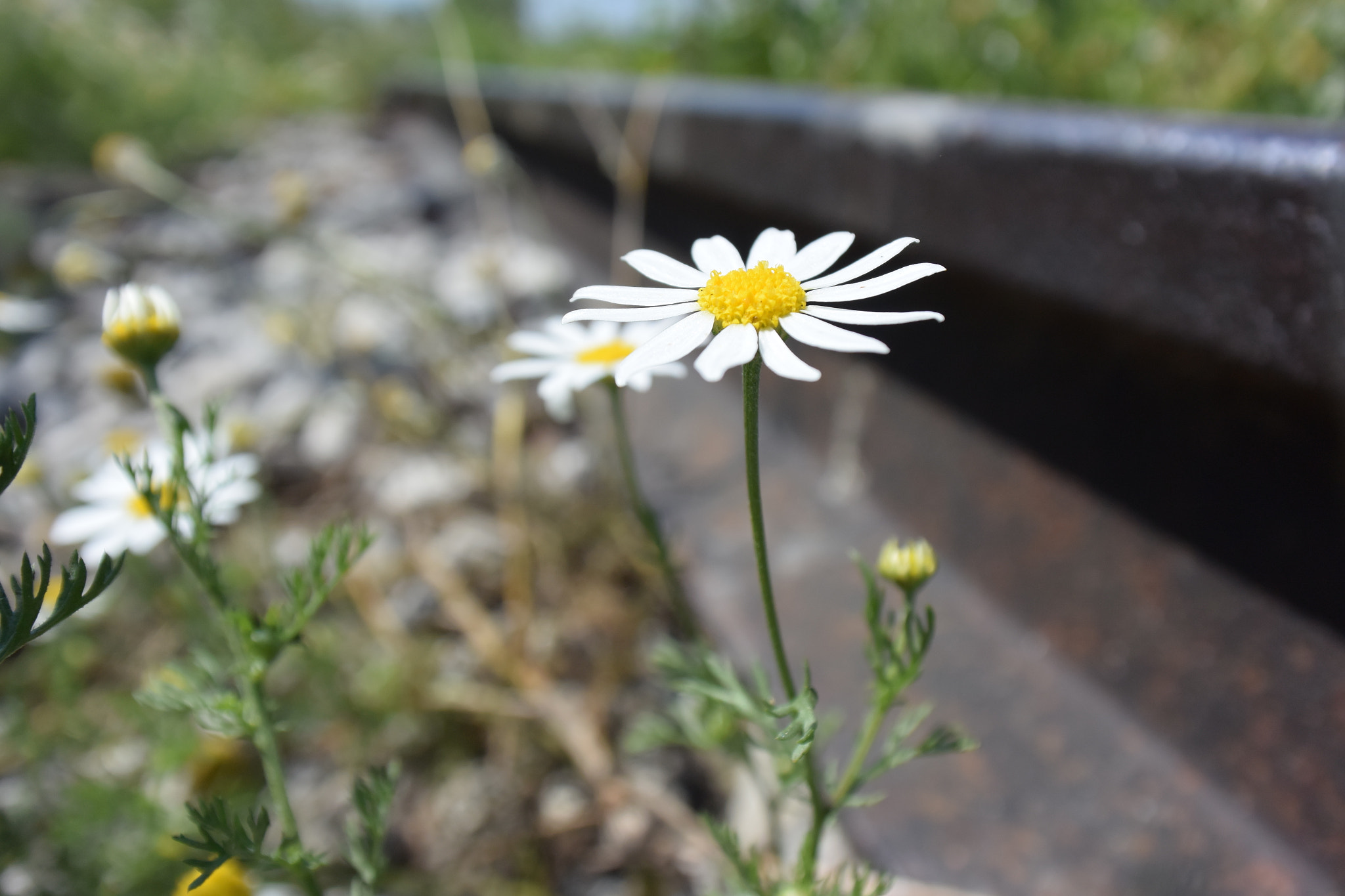 Nikon 1 J4 sample photo. Common daisy photography