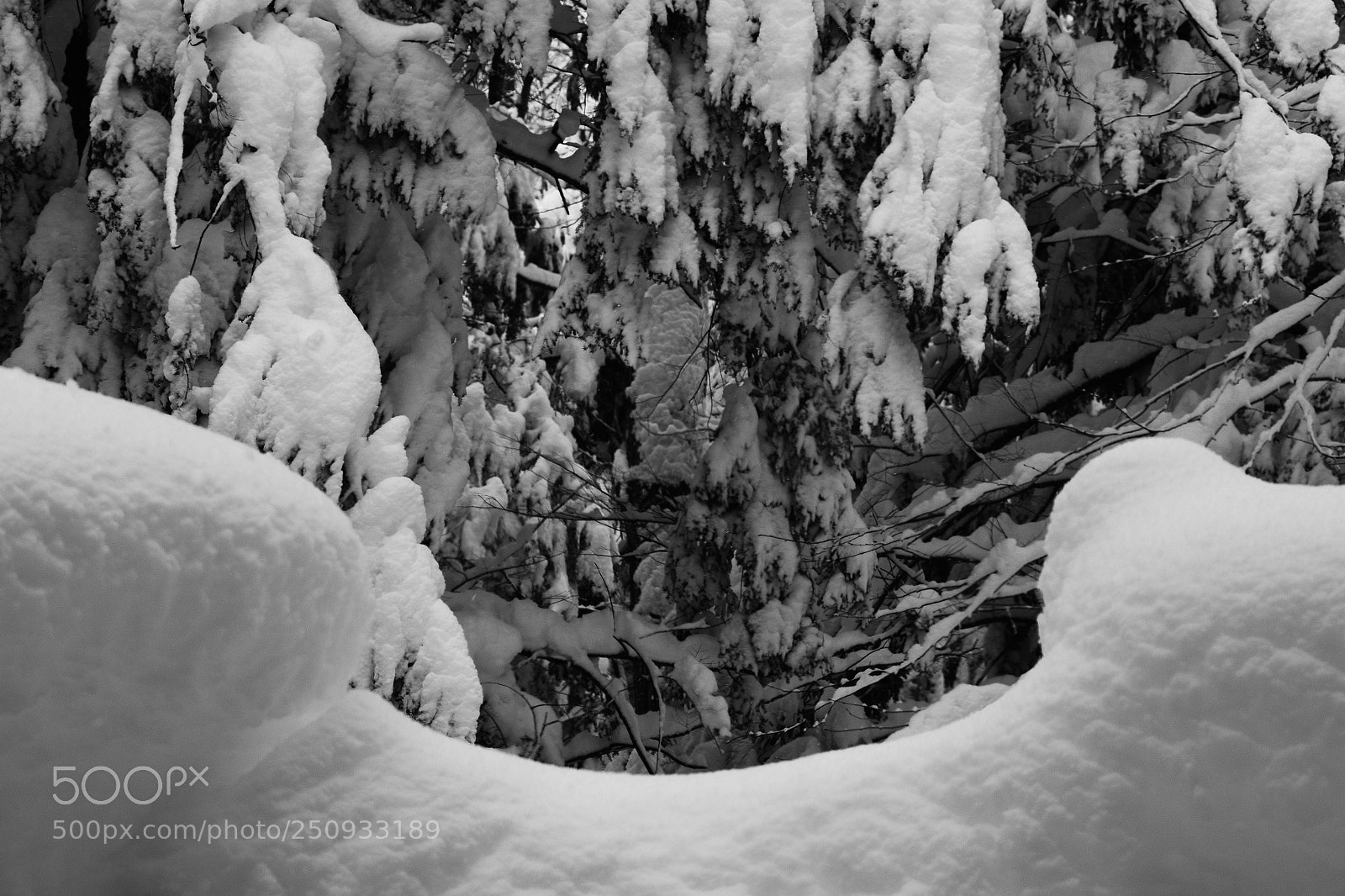 Nikon D3300 sample photo. Snow covered woods photography