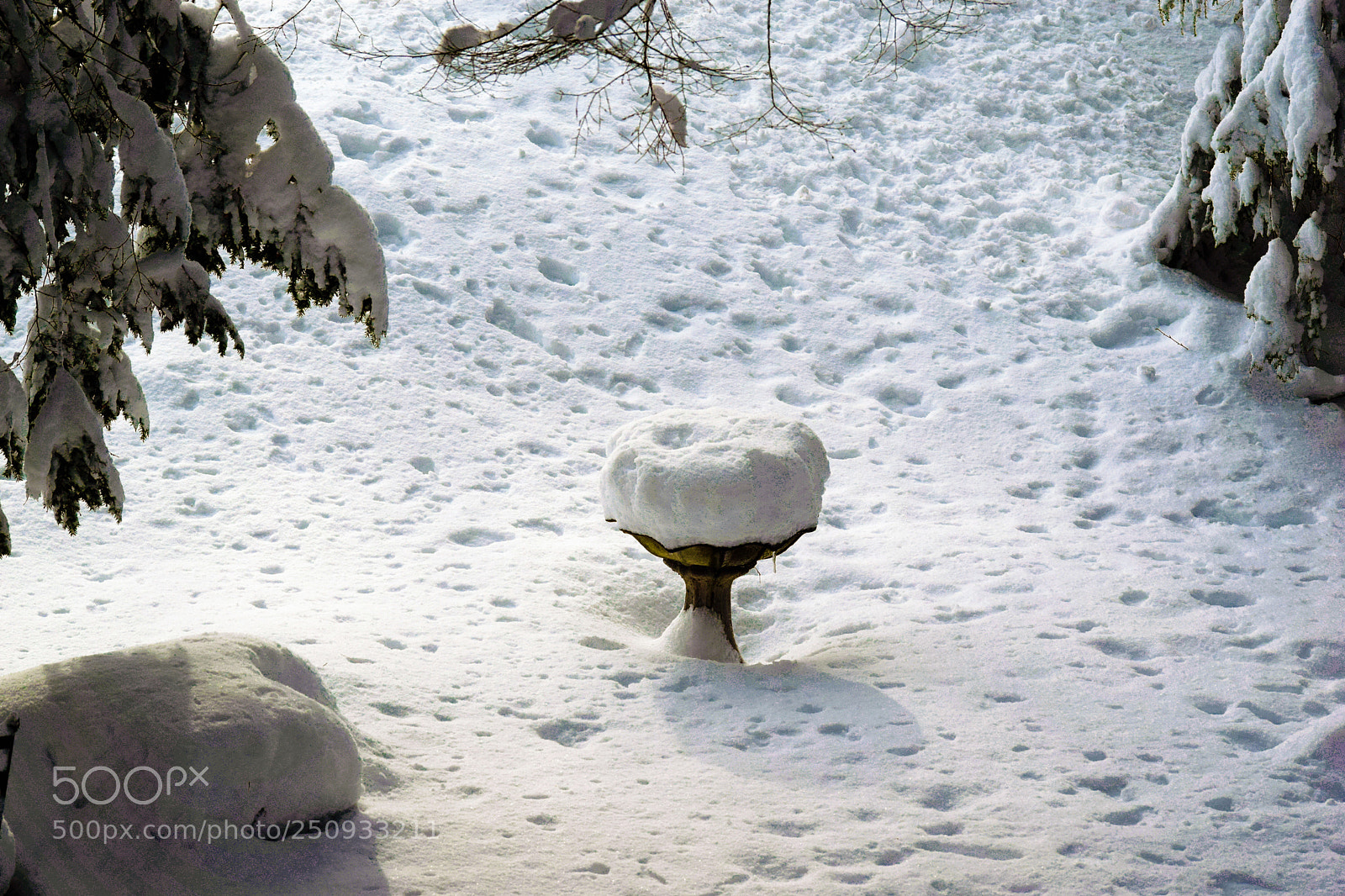 Nikon D3300 sample photo. Bird bath in winter photography