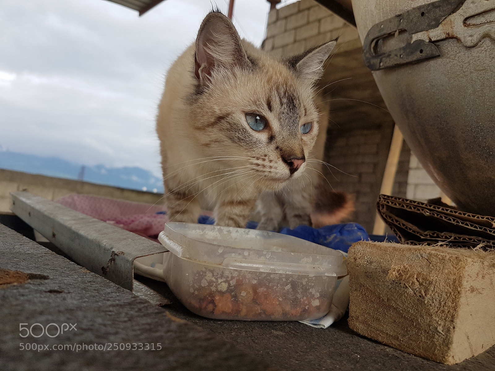 Samsung Galaxy S7 Edge sample photo. Untitled photography