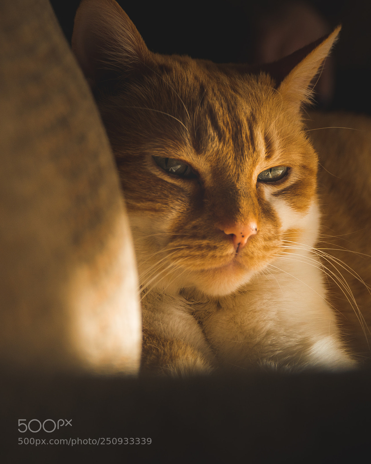 Sony a6500 sample photo. Eye of the tiger photography