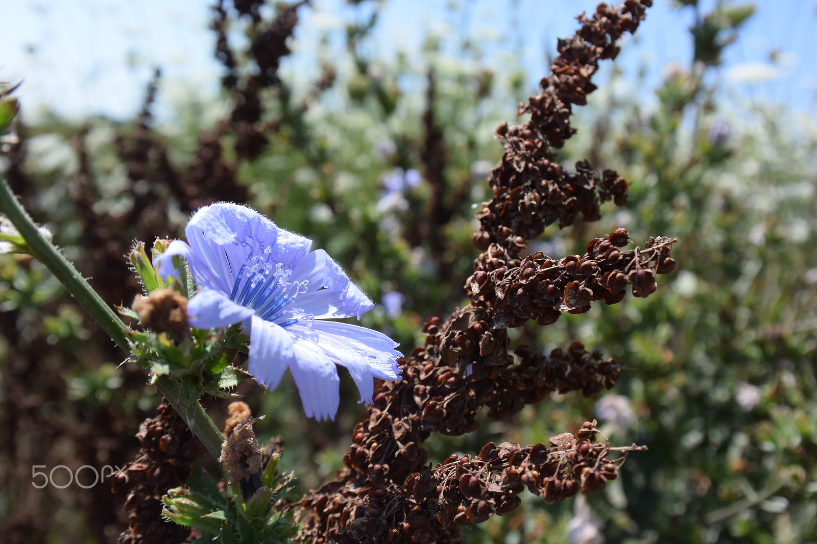 Nikon 1 J4 sample photo. Chicory photography