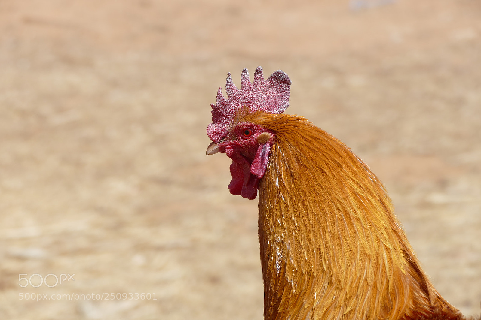 Panasonic Lumix DMC-FZ1000 sample photo. Portrait of a rooster photography