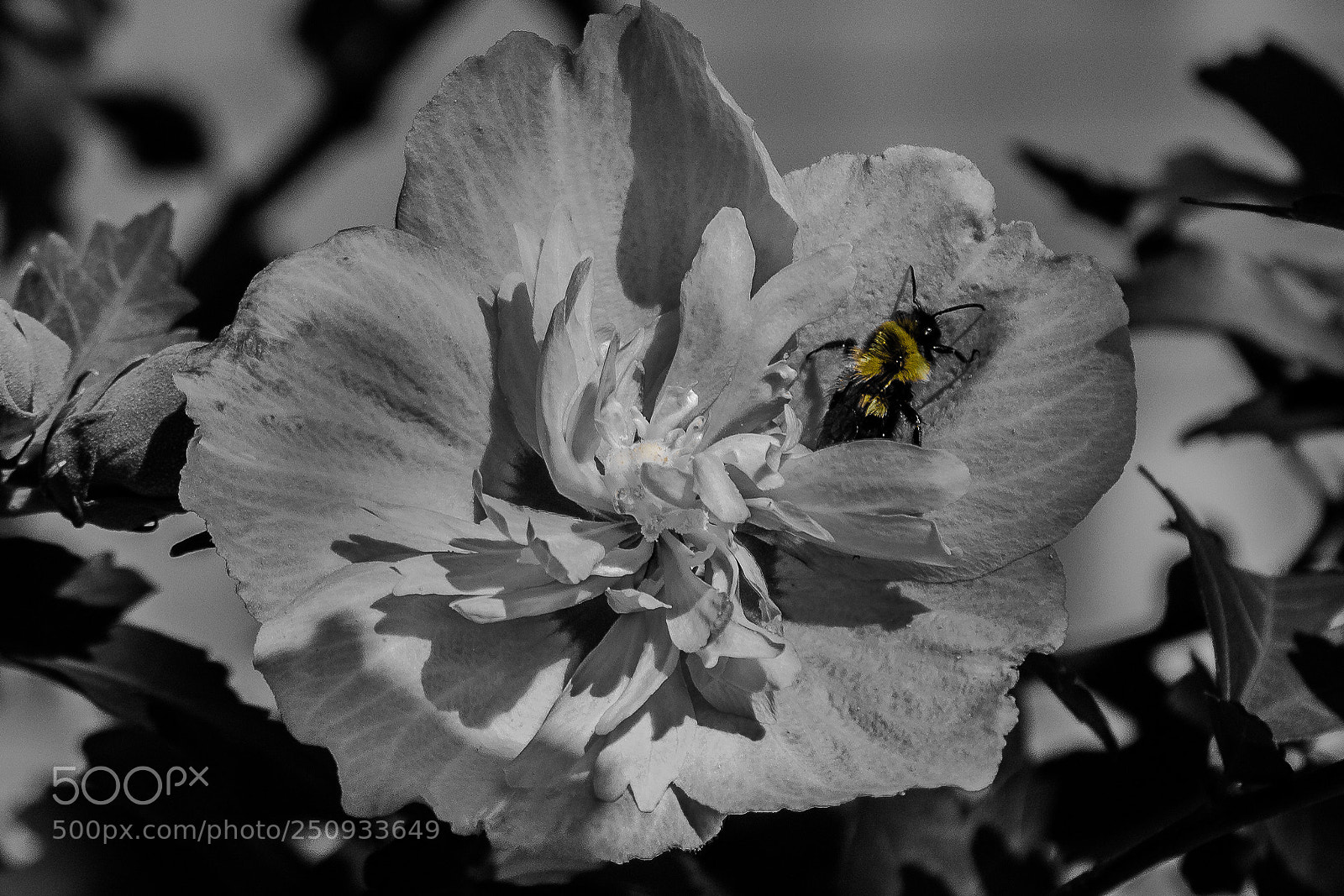 Canon EOS 1200D (EOS Rebel T5 / EOS Kiss X70 / EOS Hi) sample photo. Bumble bee emergence photography