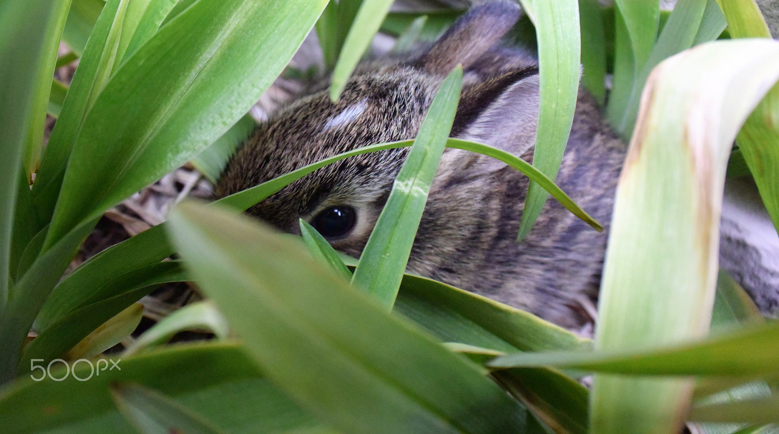 Nikon 1 J4 sample photo. Rabbit photography