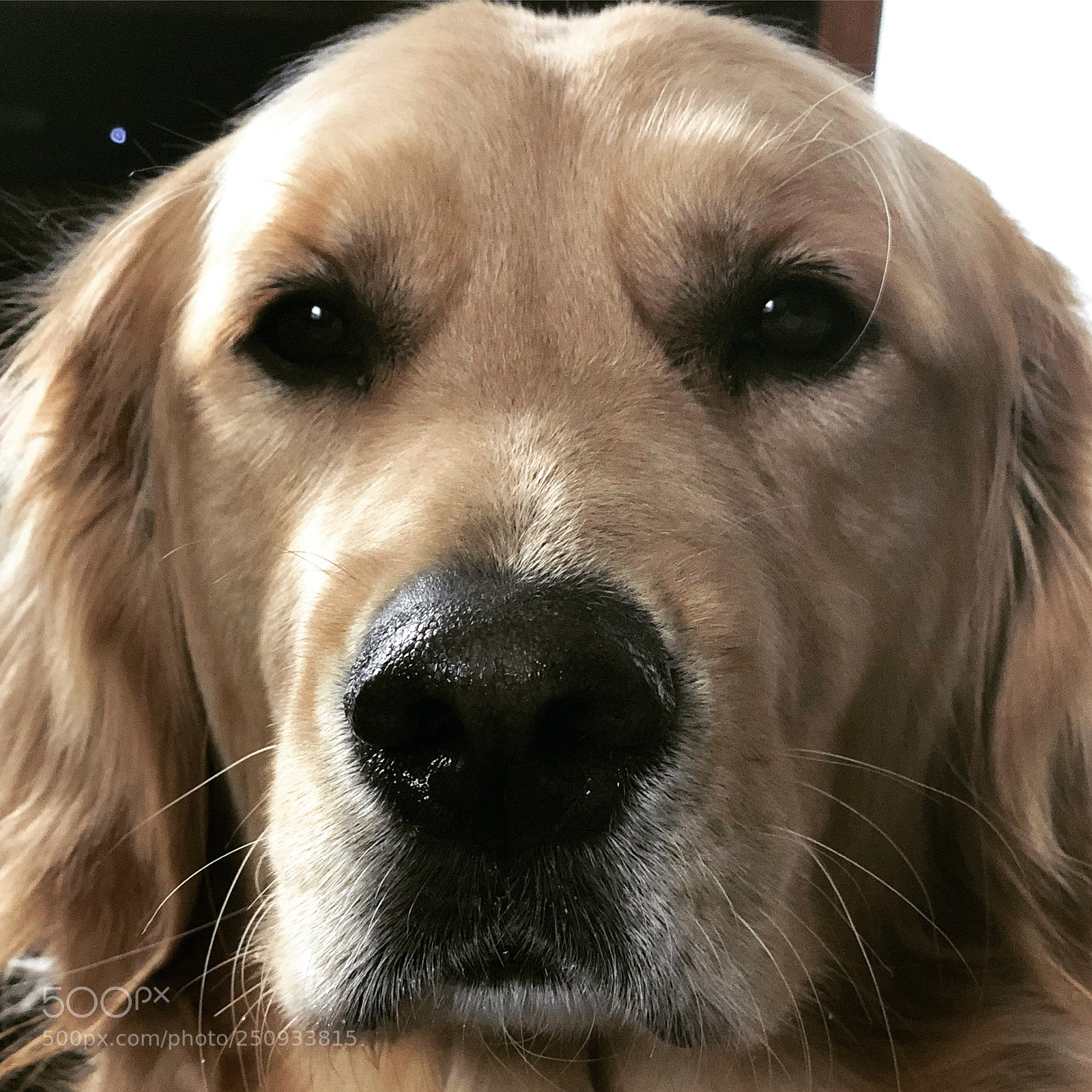 Apple iPhone X sample photo. Maisie photography
