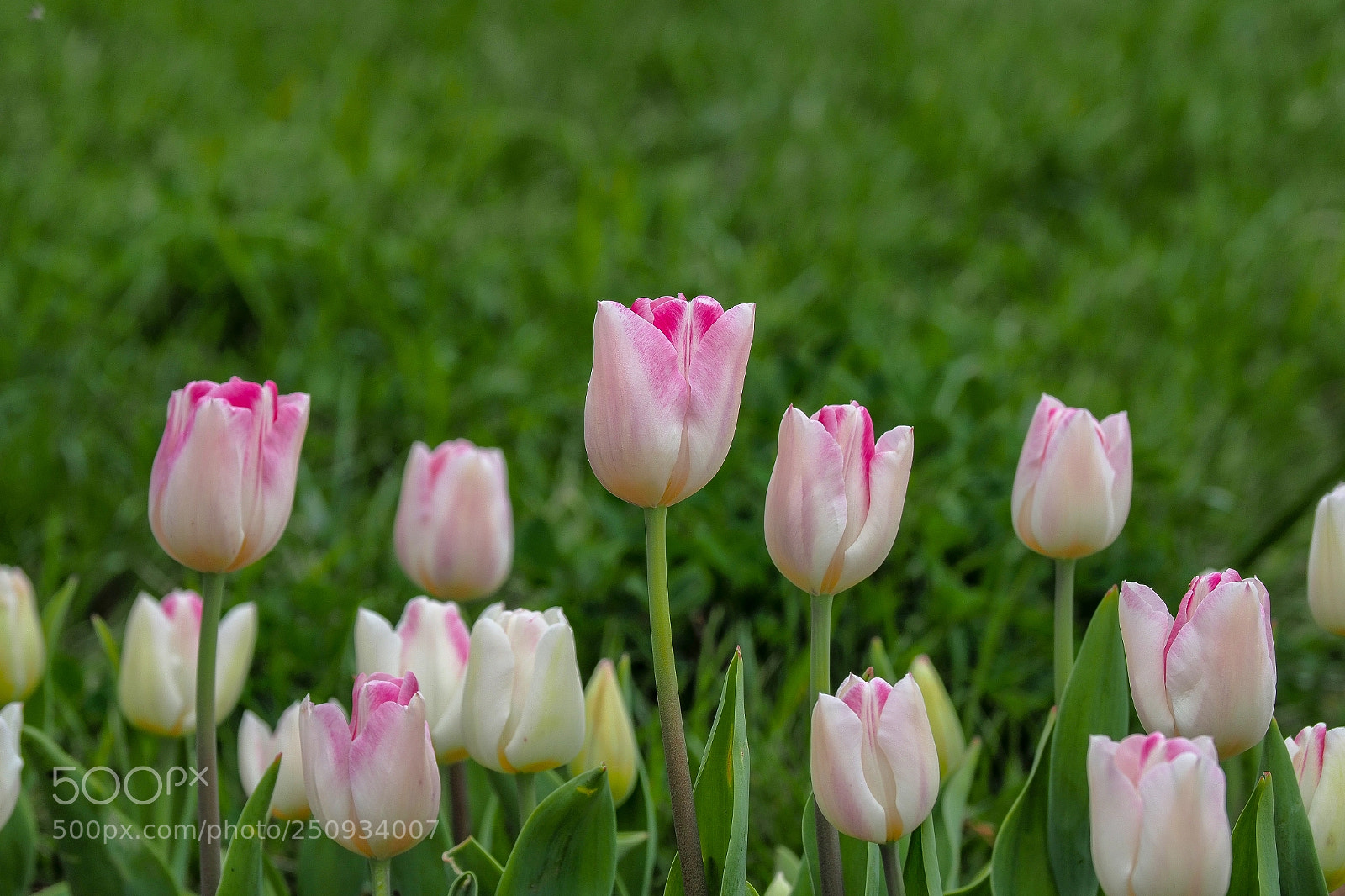 Olympus OM-D E-M1 Mark II sample photo. Olympus digital camera photography