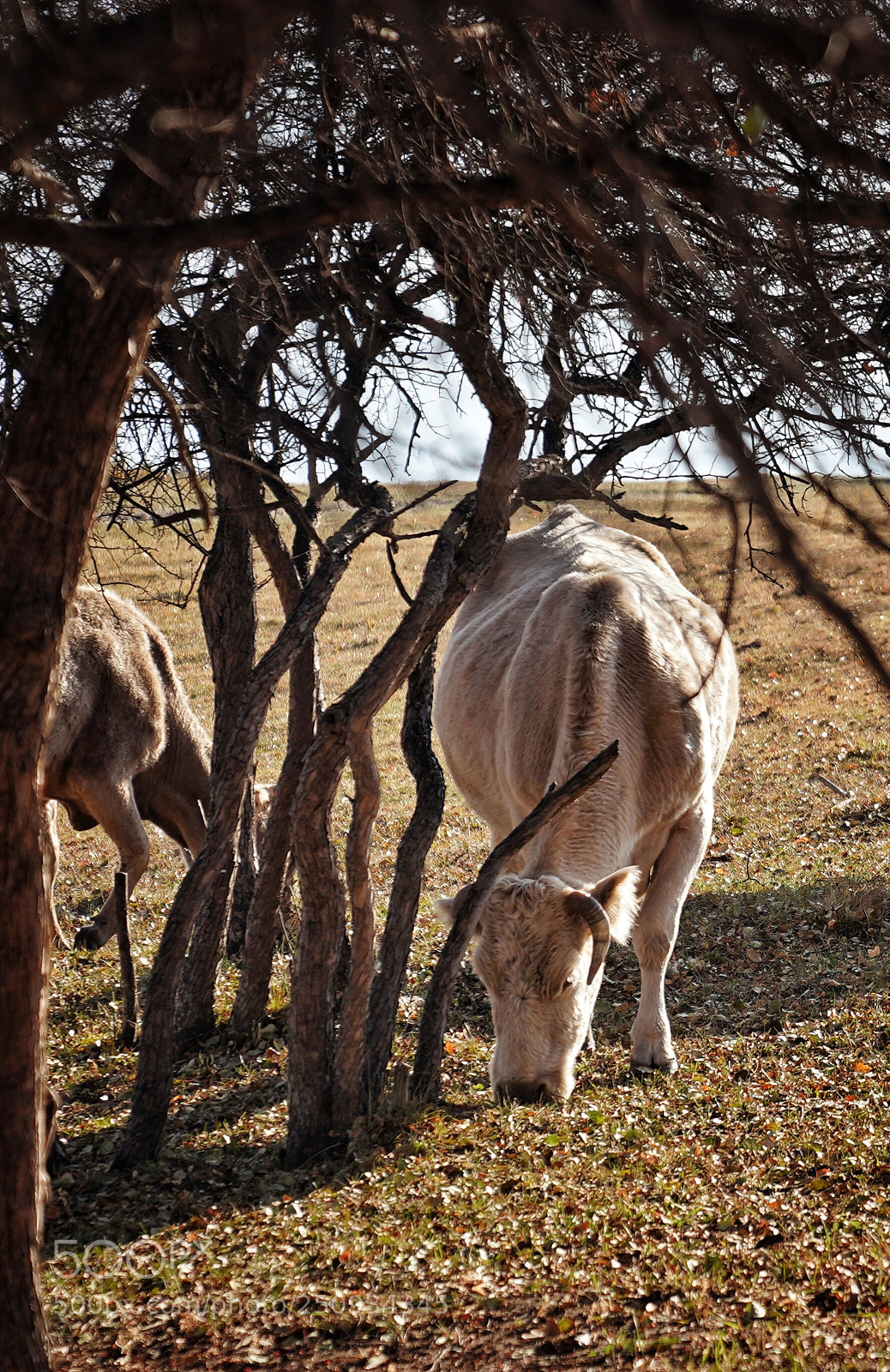 Sony a9 sample photo. Ox photography