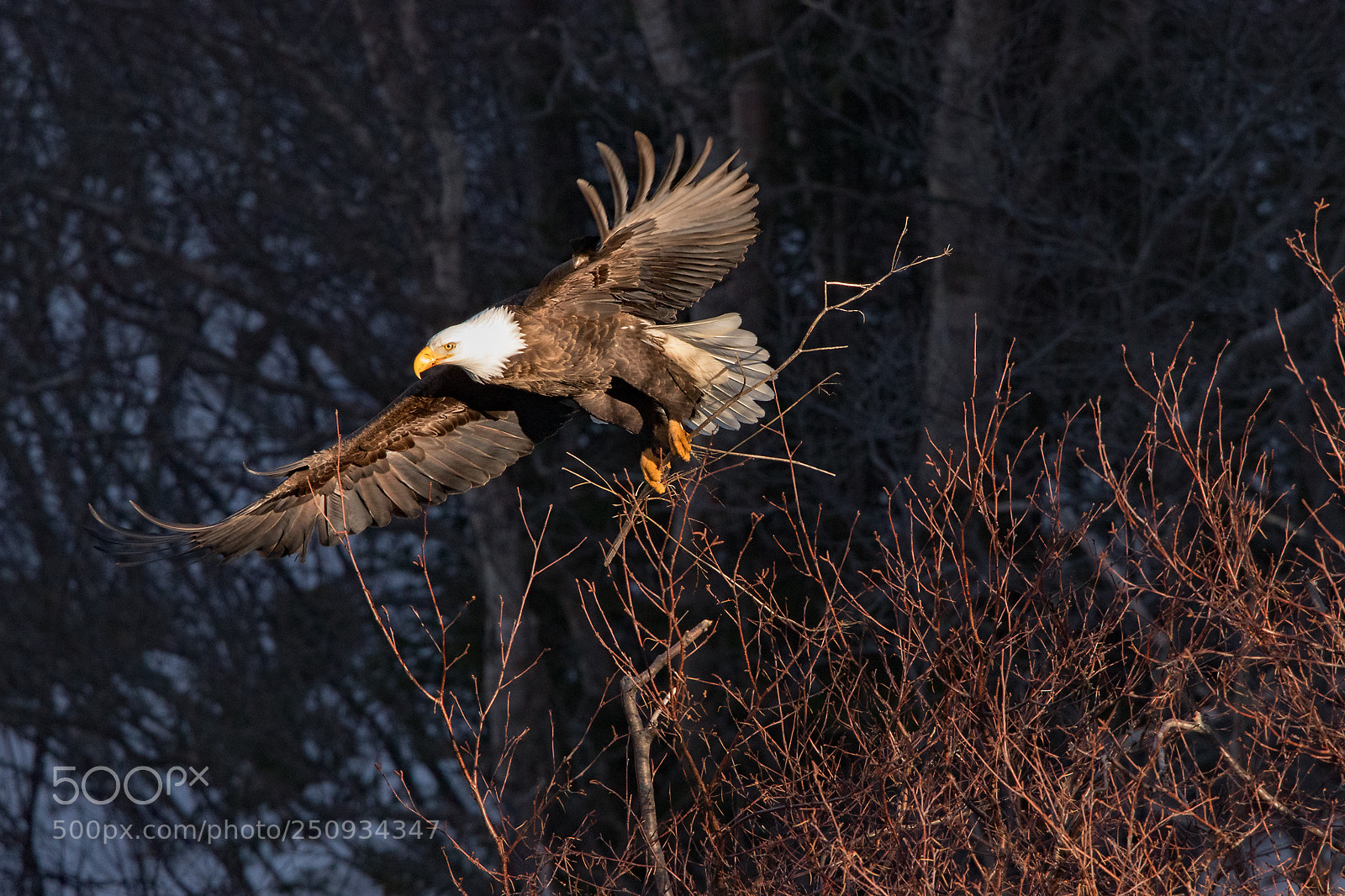 Canon EOS 80D sample photo. Bald eagle collecting building photography