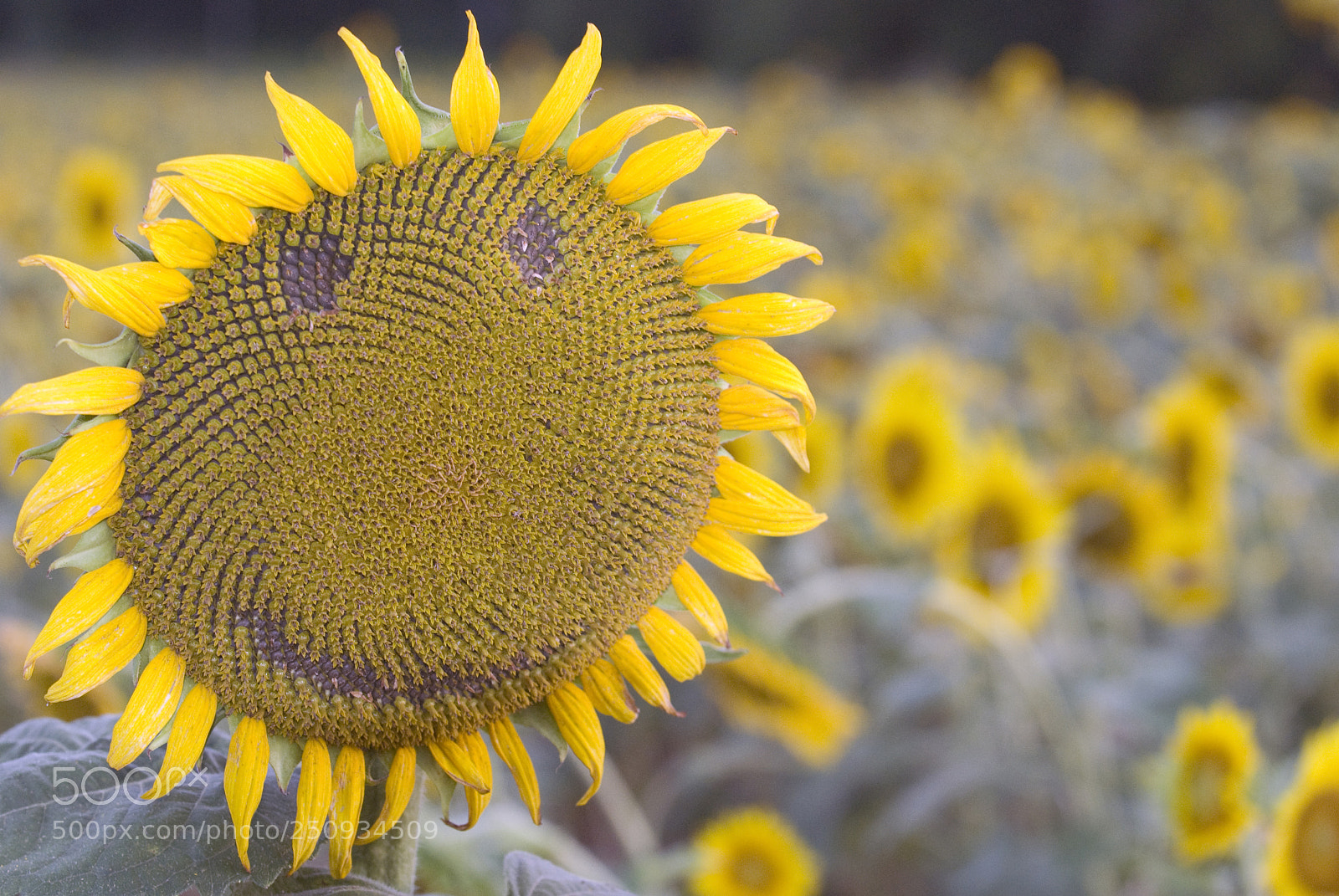 Nikon D60 sample photo. Smile photography