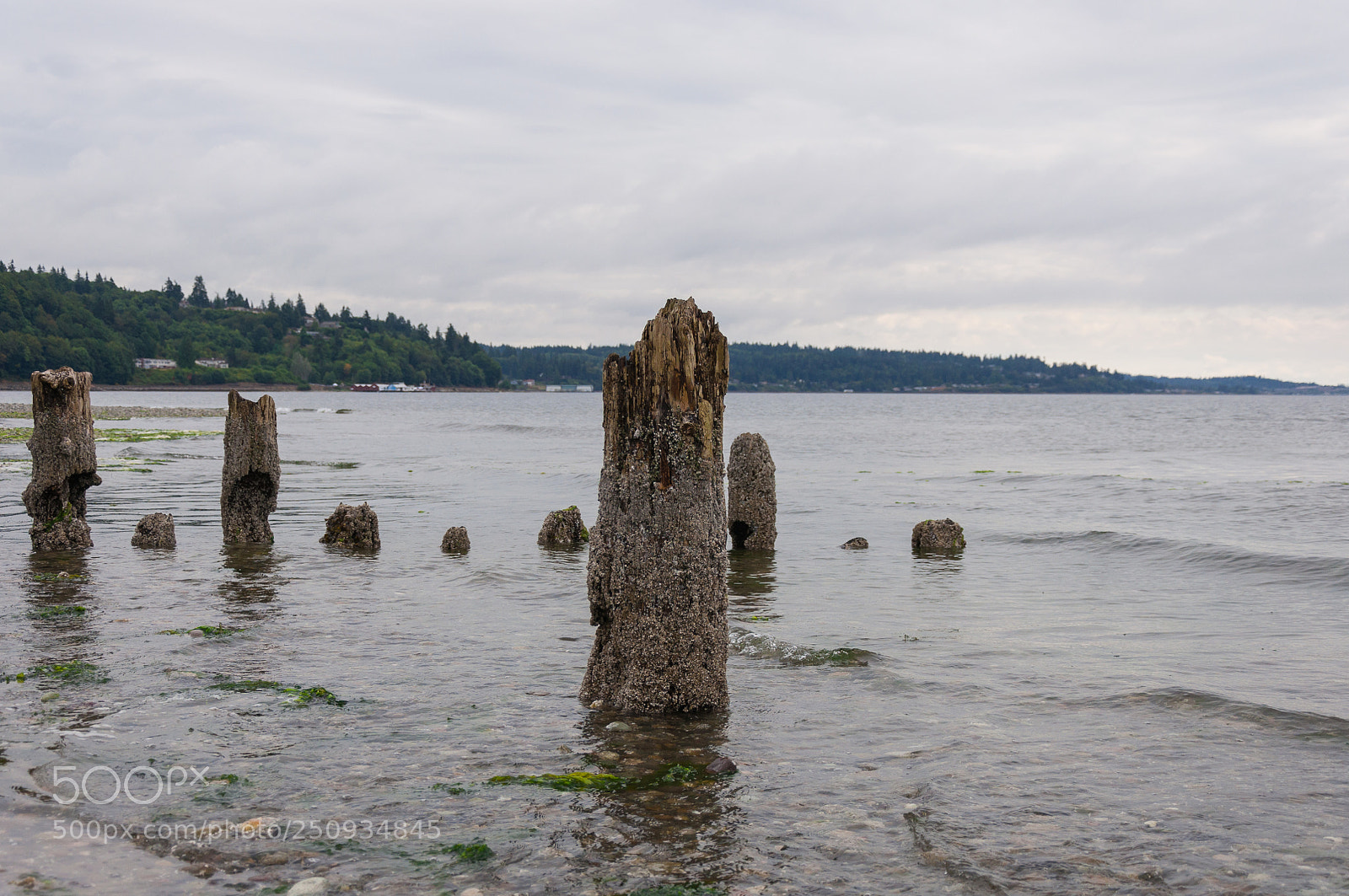 Nikon D90 sample photo. Wooden poles photography