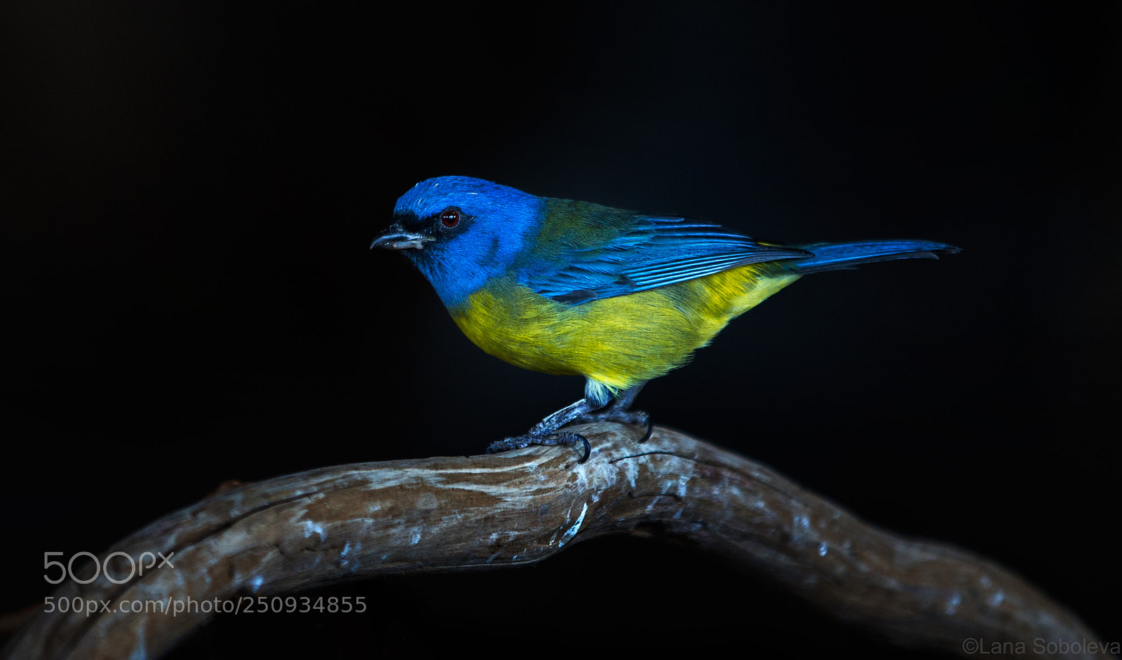 Canon EOS-1D X sample photo. Blue-and-yellow tanager photography