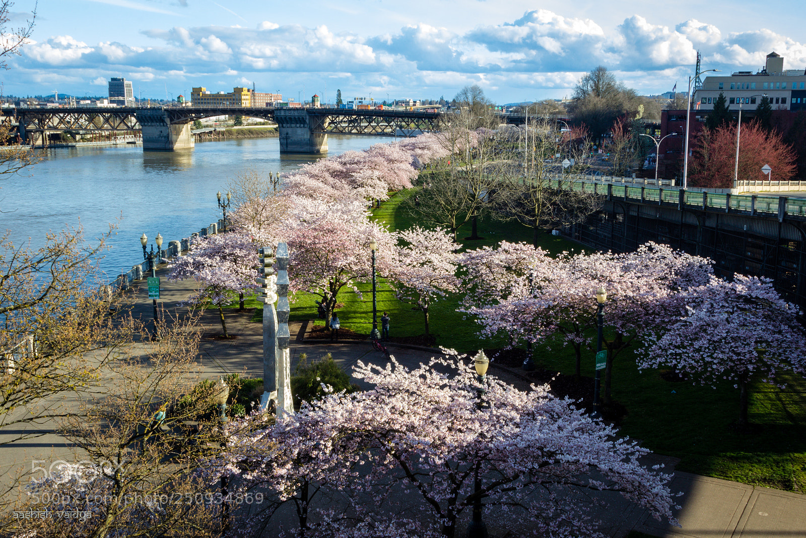 Canon EOS 600D (Rebel EOS T3i / EOS Kiss X5) sample photo. Cherry blossoms, portland photography