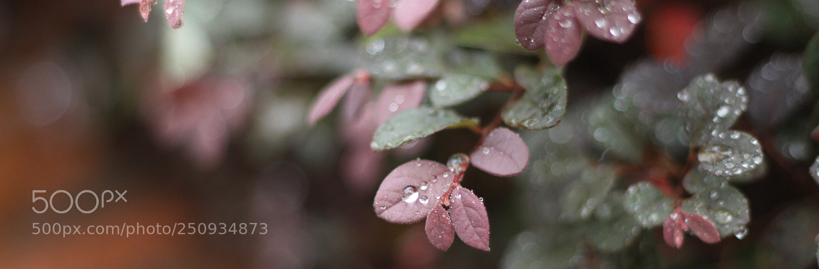 Canon EOS 700D (EOS Rebel T5i / EOS Kiss X7i) sample photo. Untitled photography