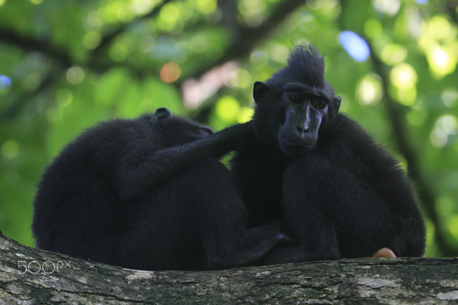 Tamron SP 150-600mm F5-6.3 Di VC USD sample photo. Personal time photography