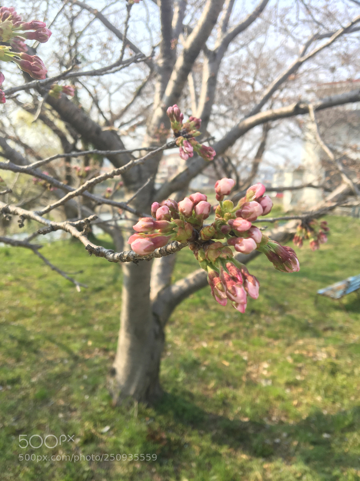 Apple iPhone 6s sample photo. Untitled photography