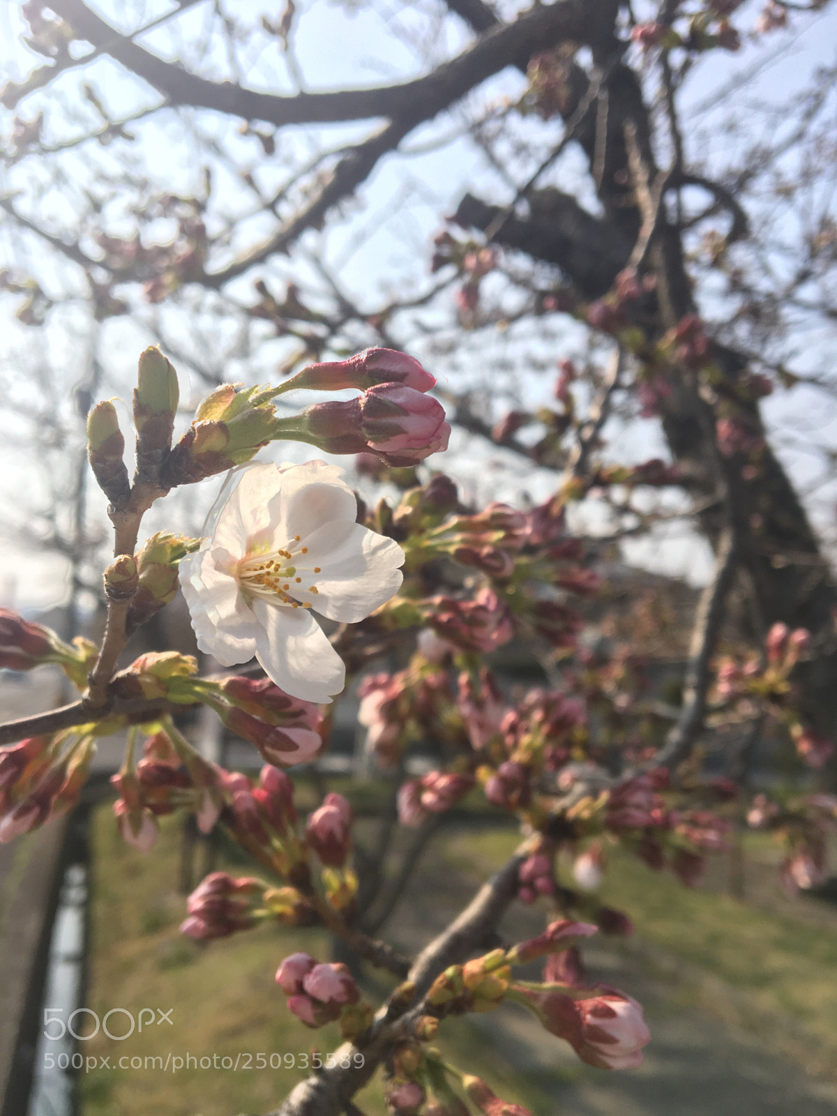 Apple iPhone 6s sample photo. Untitled photography