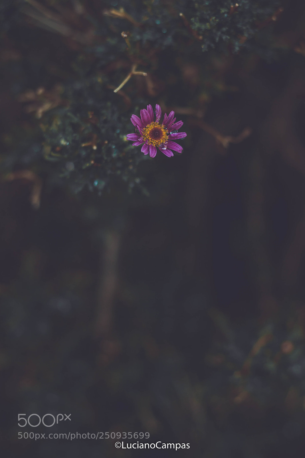 Canon EOS 50D sample photo. Flor photography
