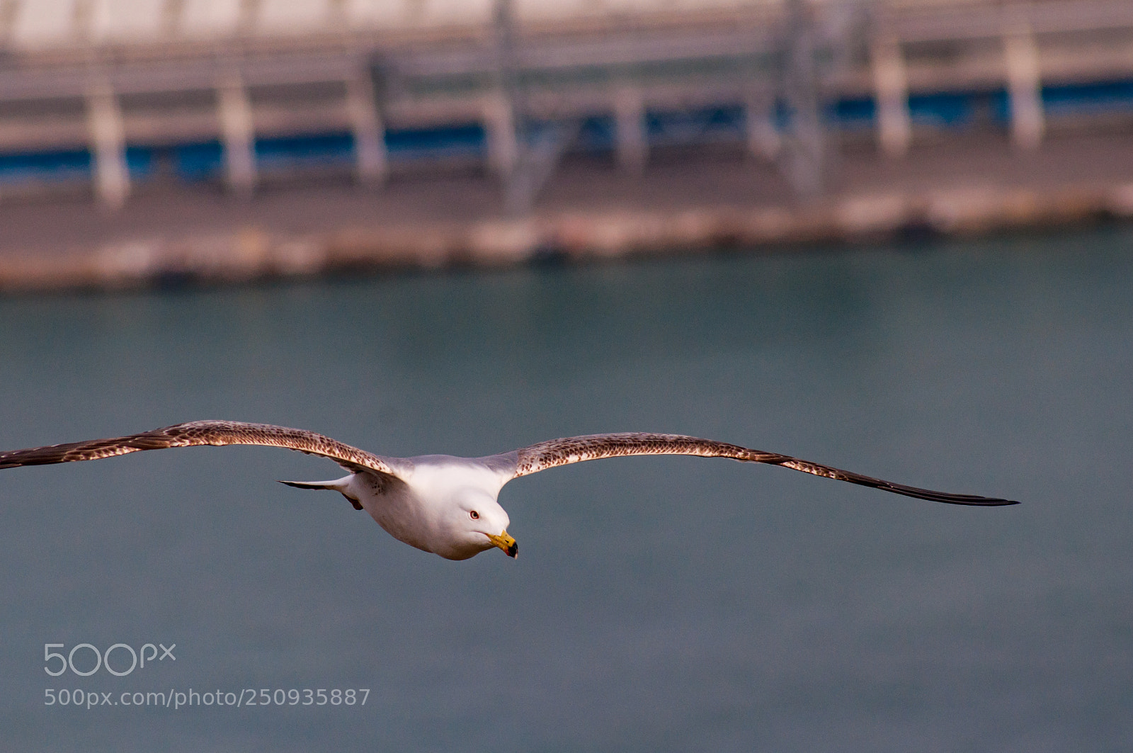 Nikon D5000 sample photo. Lovely flight photography