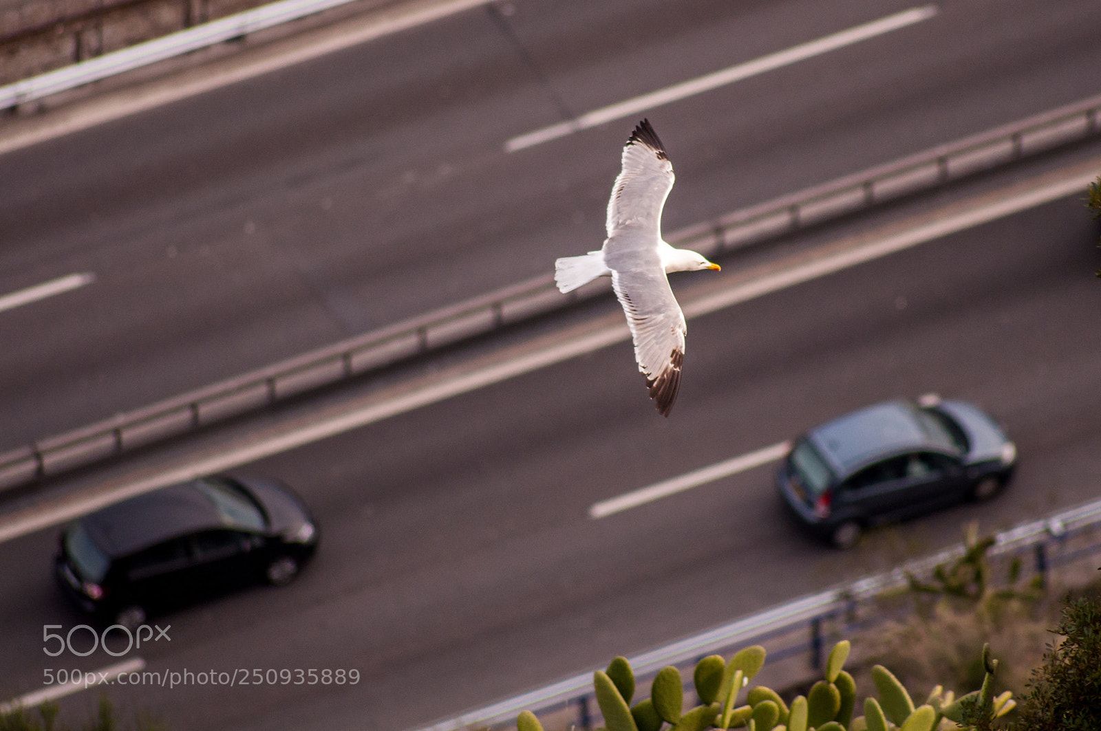 Nikon D5000 sample photo. Bird watching car photography