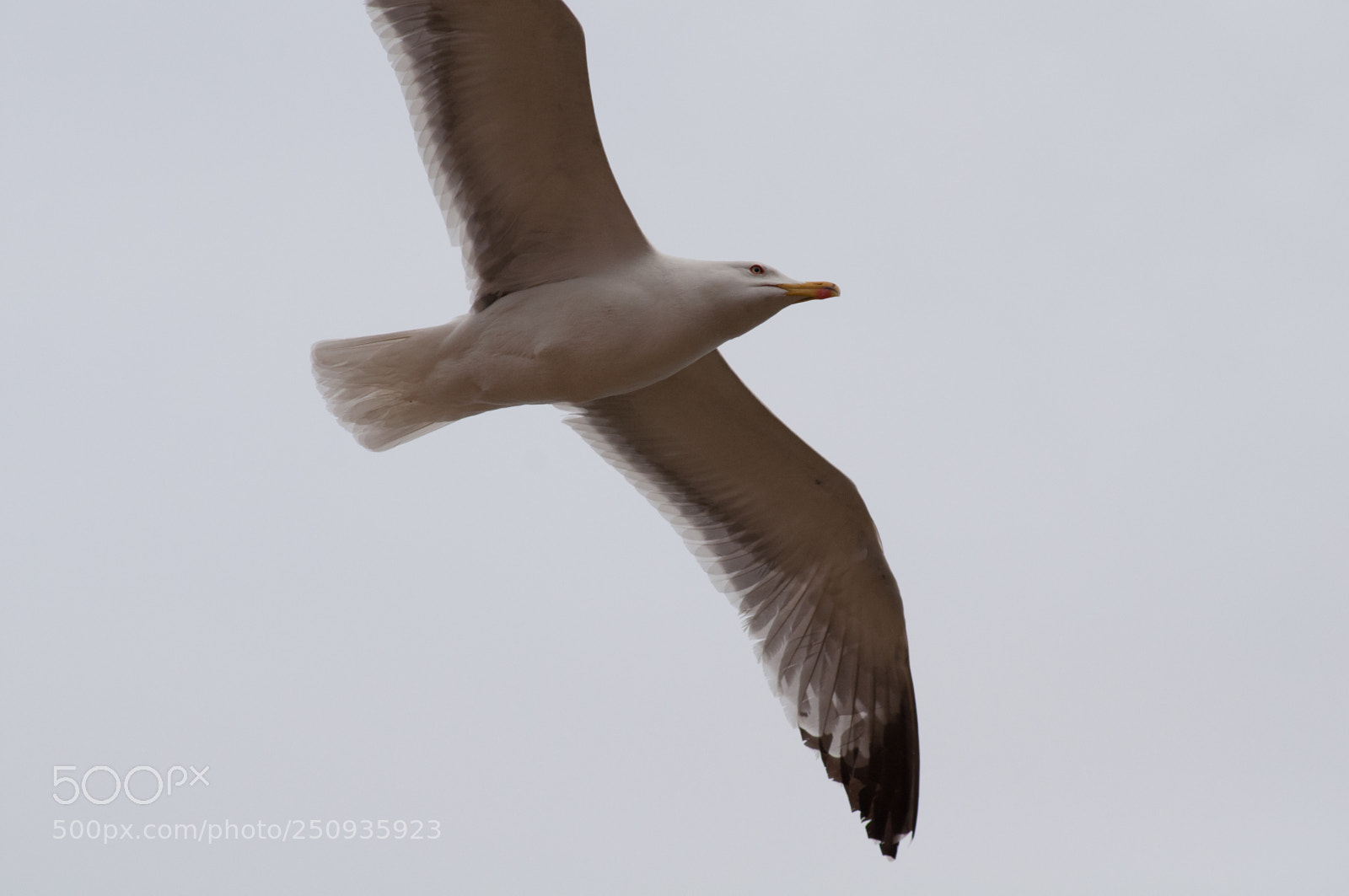 Nikon D5000 sample photo. Bird from behind photography
