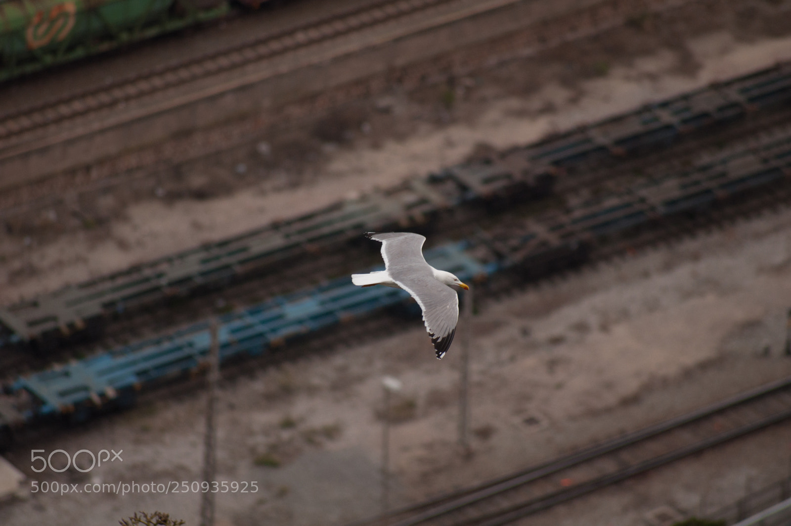 Nikon D5000 sample photo. Rail watcher photography