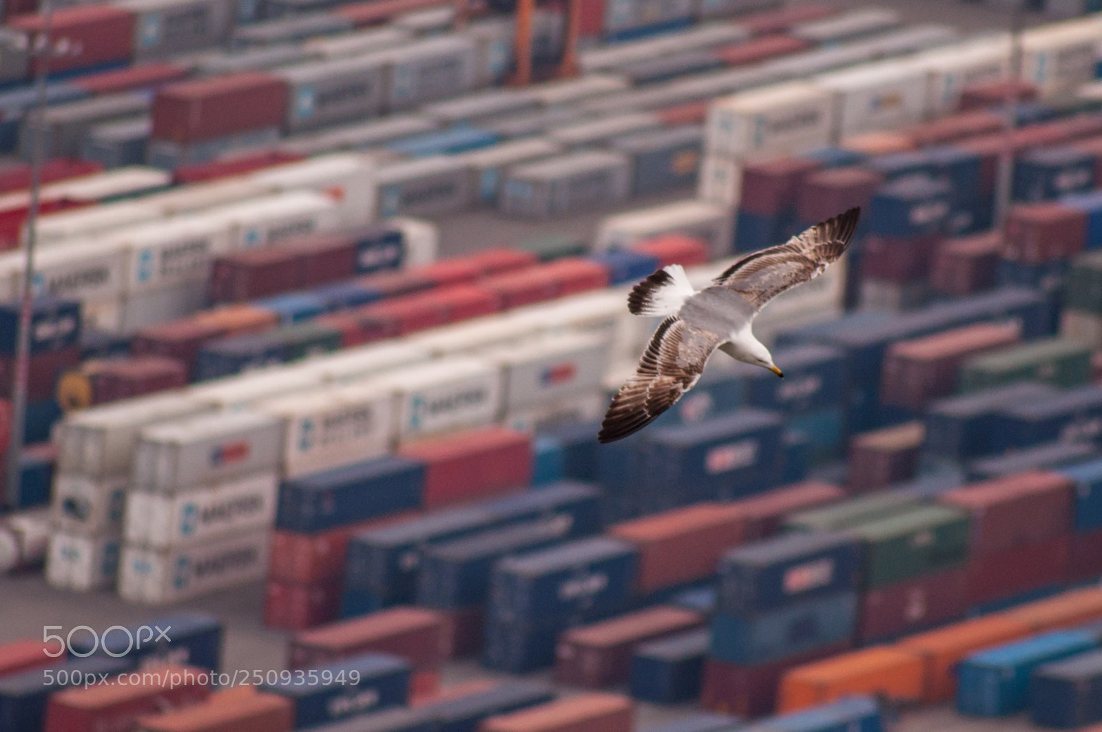 Nikon D5000 sample photo. Watching containers photography