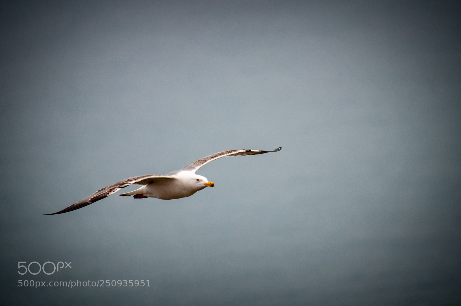 Nikon D5000 sample photo. Take off photography