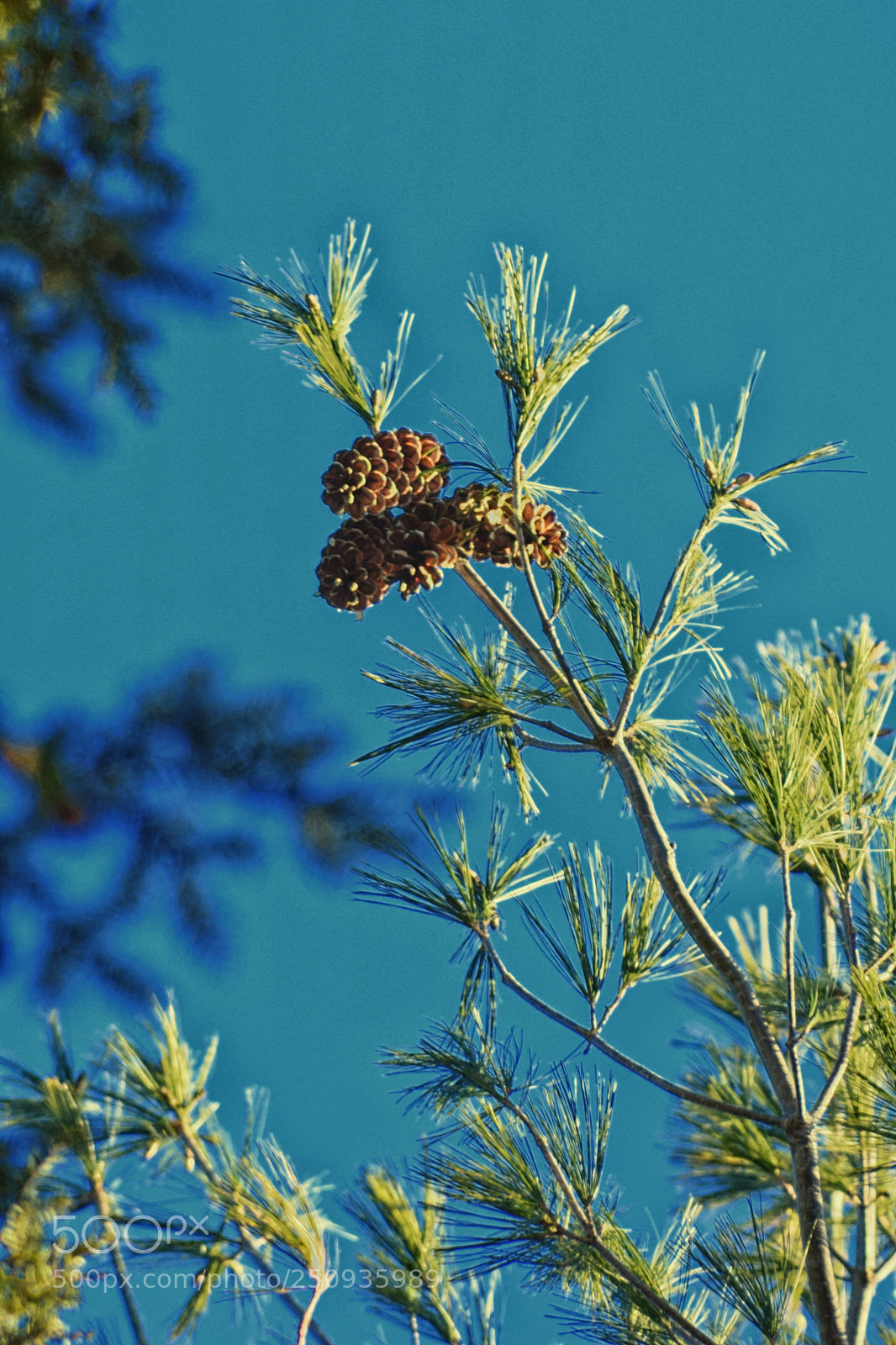 Nikon D3300 sample photo. Three cones photography