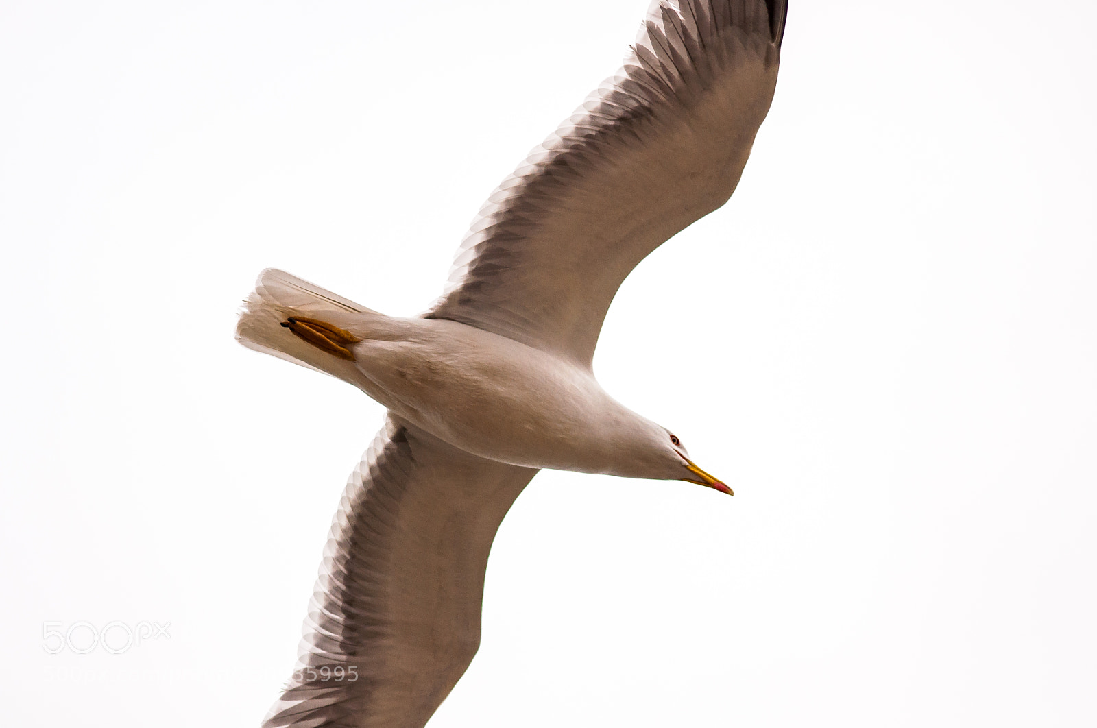 Nikon D5000 sample photo. Wings photography