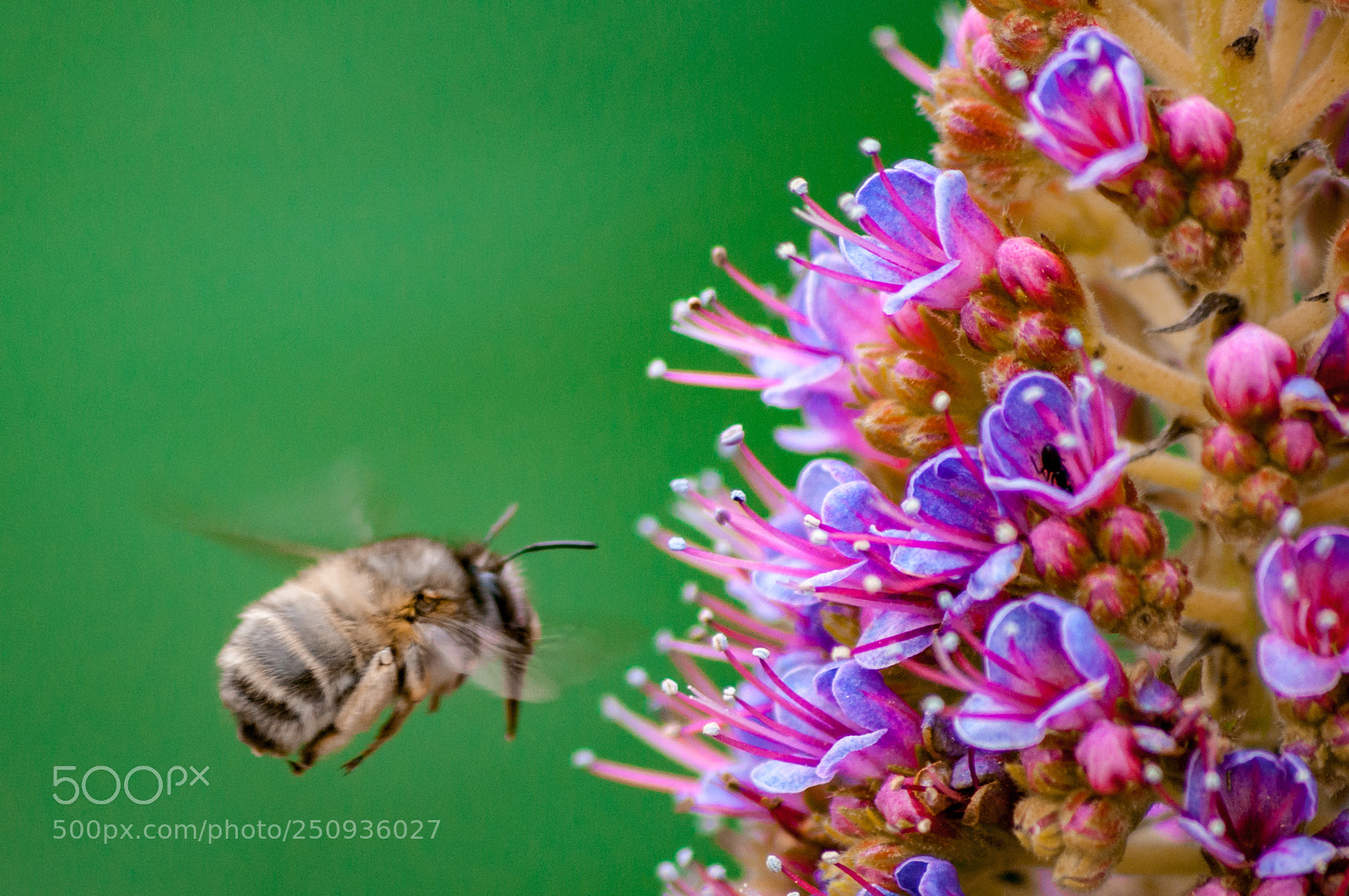 Nikon D5000 sample photo. Pollination photography
