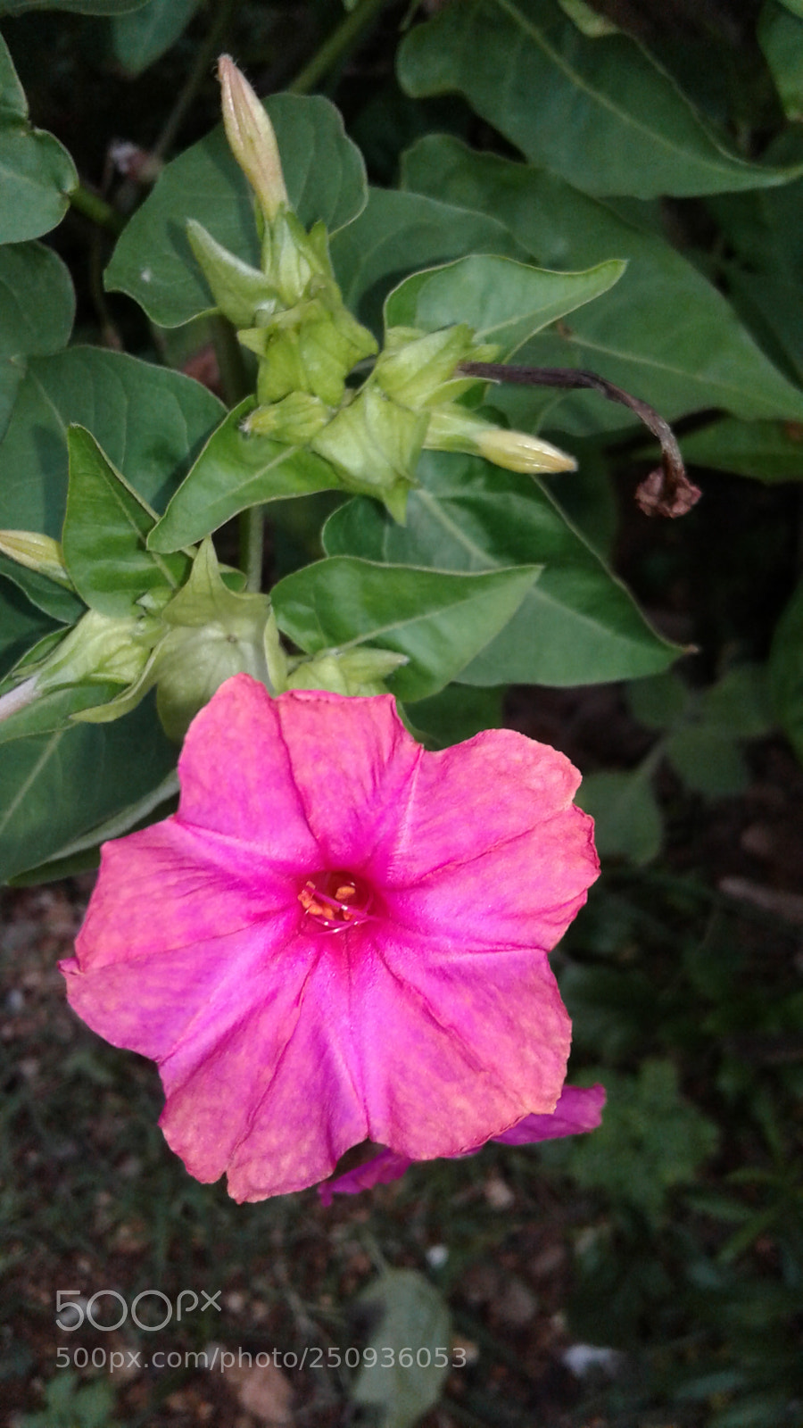 Samsung Galaxy J3(2016) sample photo. Buena tarde photography